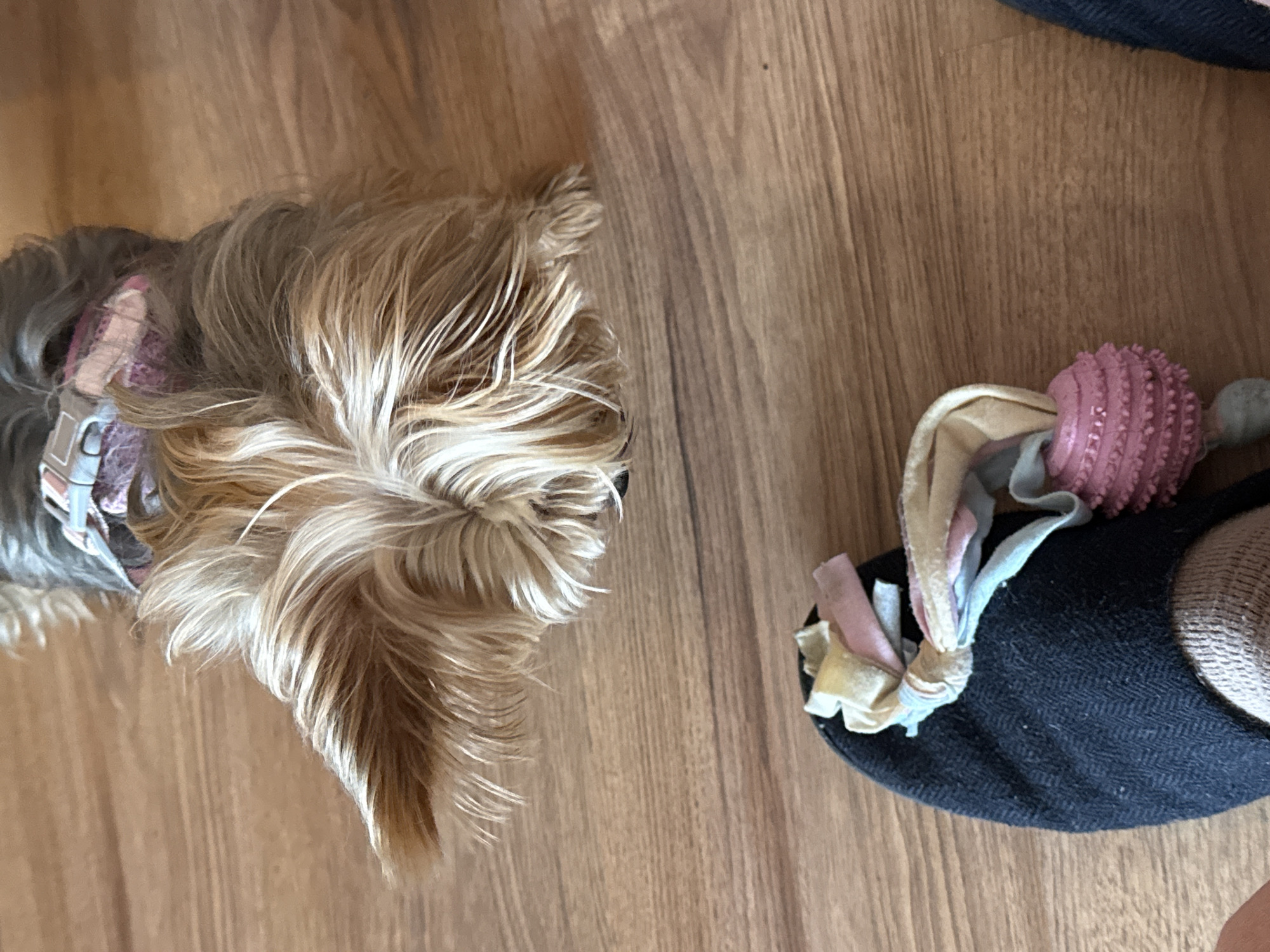 Dog and person with animal headband photographed same location