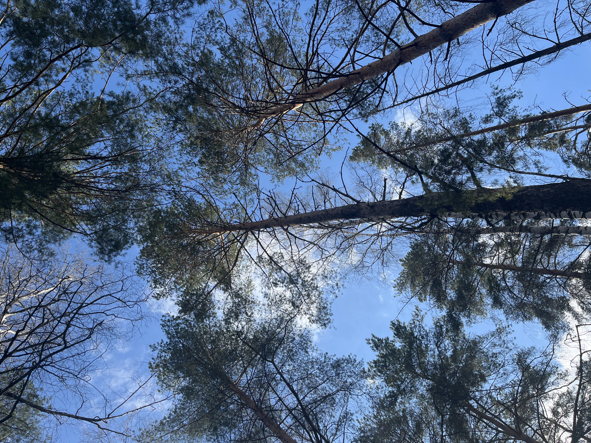 Spring walk documented through Chaikovsky parks and neighborhoods