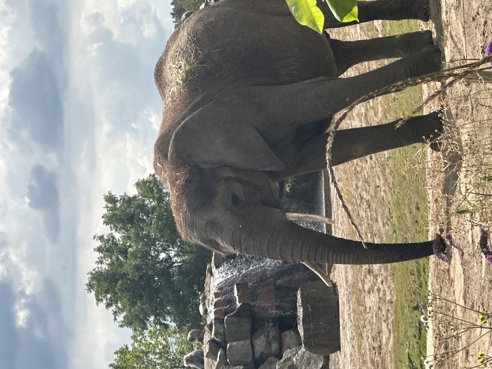 Elephant at Beekse Bergen, two angles, one afternoon