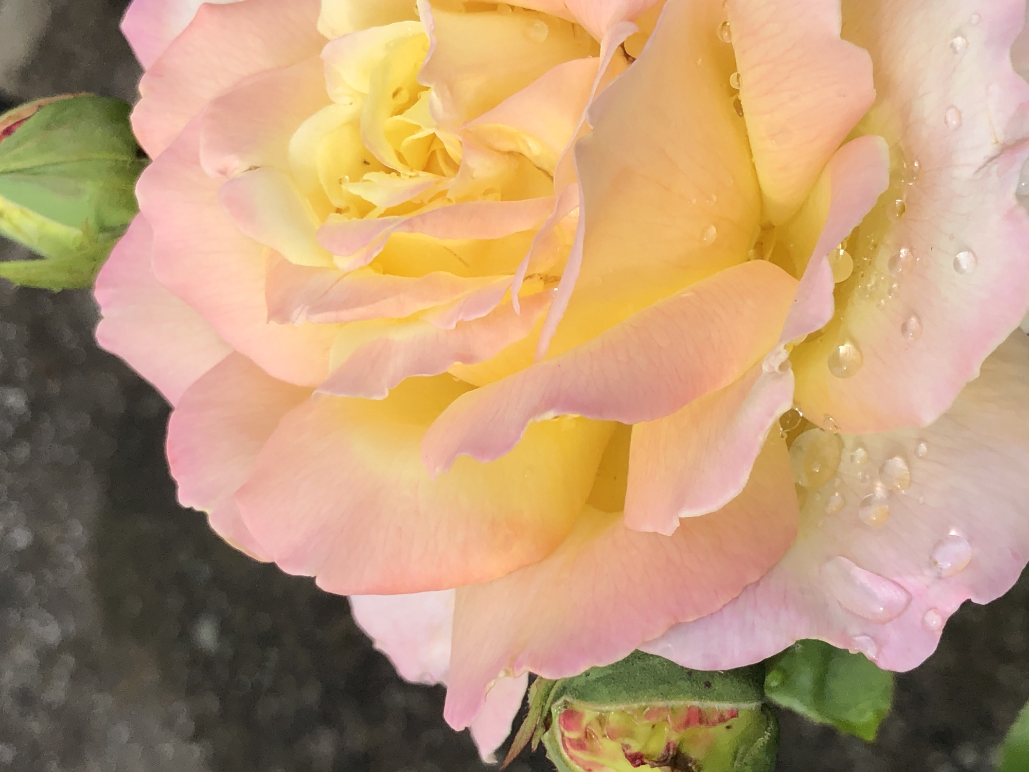 Wet roses, buzzing bees, and ripening fruit in a morning garden