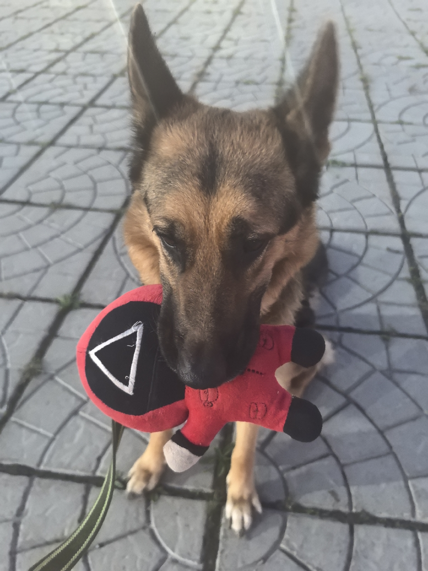 German Shepherd's lazy afternoon with a Squid Game toy