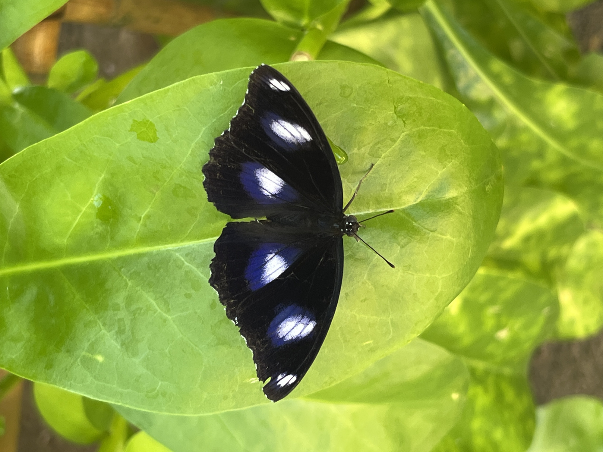 Balinese beach resort exploration with wildlife and eco-installations