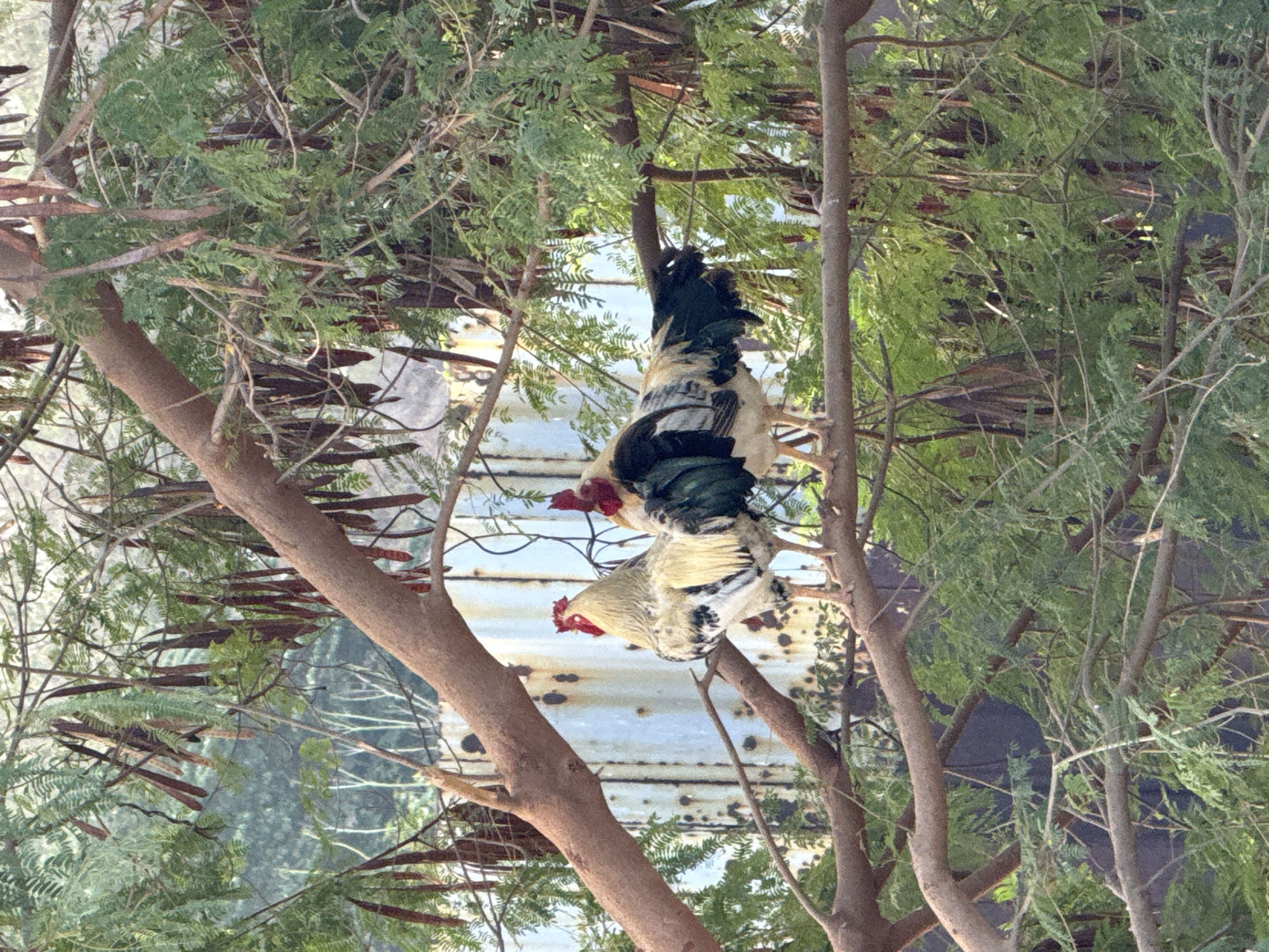 Roosters perch on tree branches in Acapulco