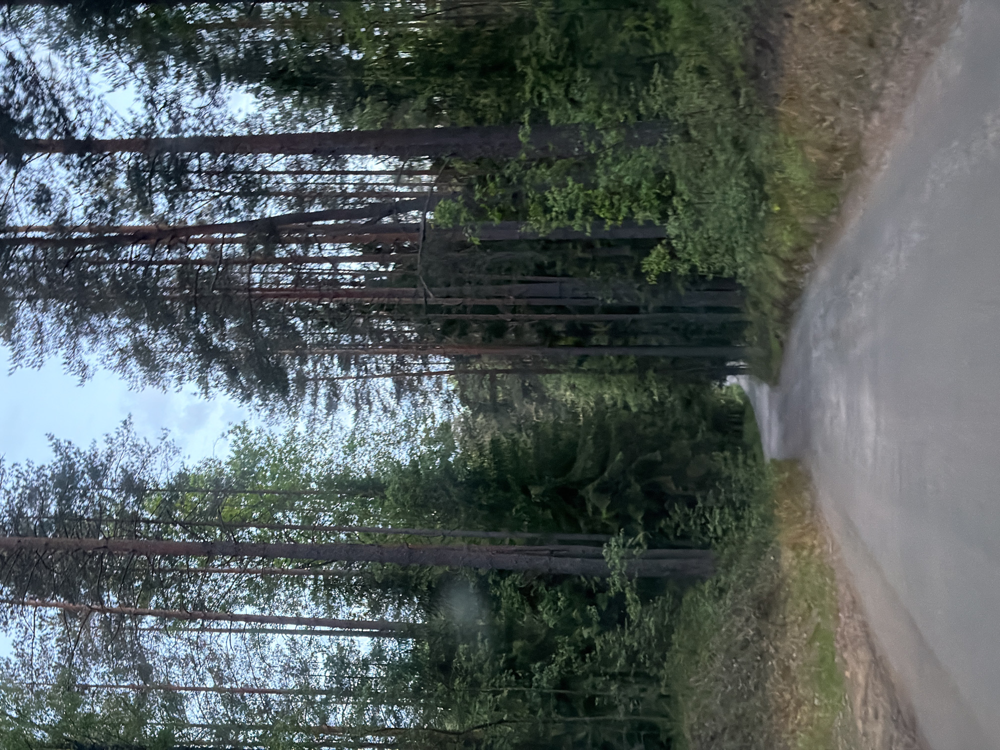 Rural journey near St. Petersburg features forest drive, cat sighting