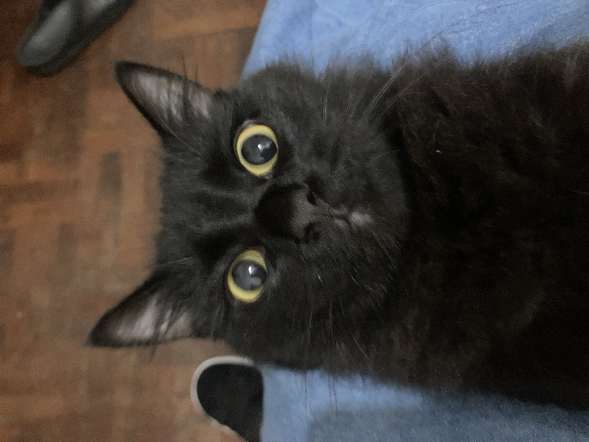 Black cat with yellow eyes photographed multiple times indoors