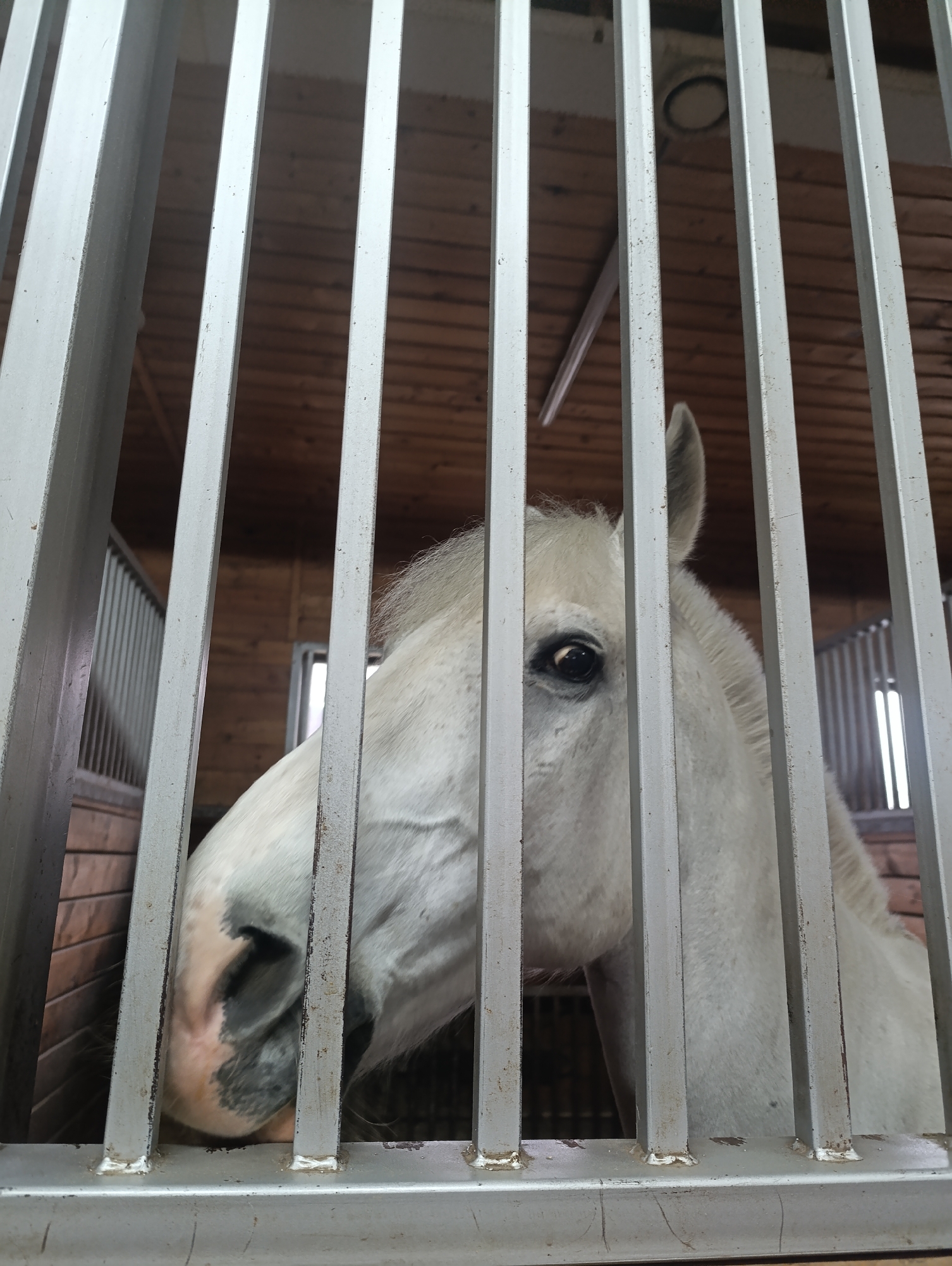White horse observed in stable in Chernogolovka, Russia