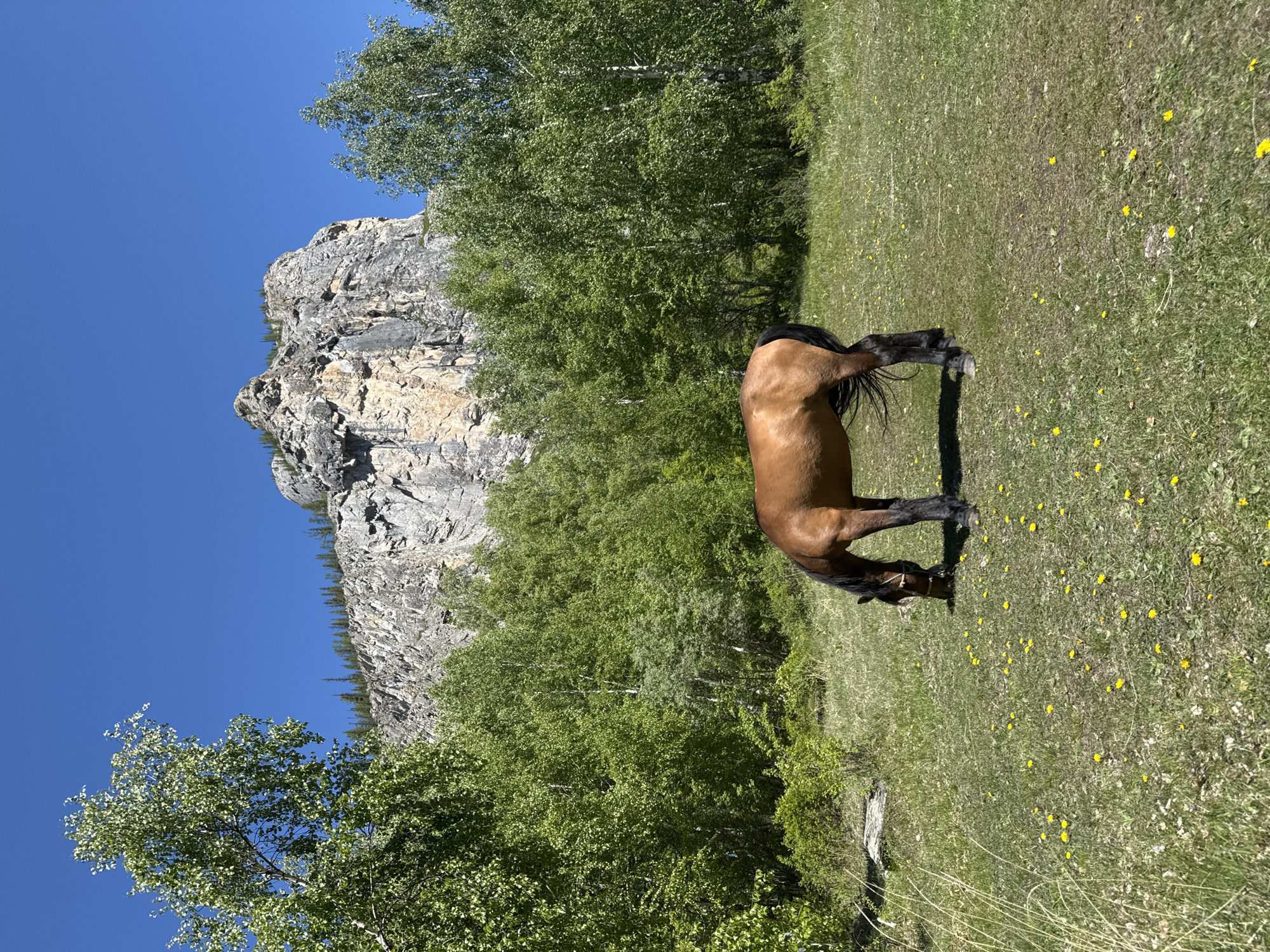 Horse grazes near waterfall in Russian mountain landscape
