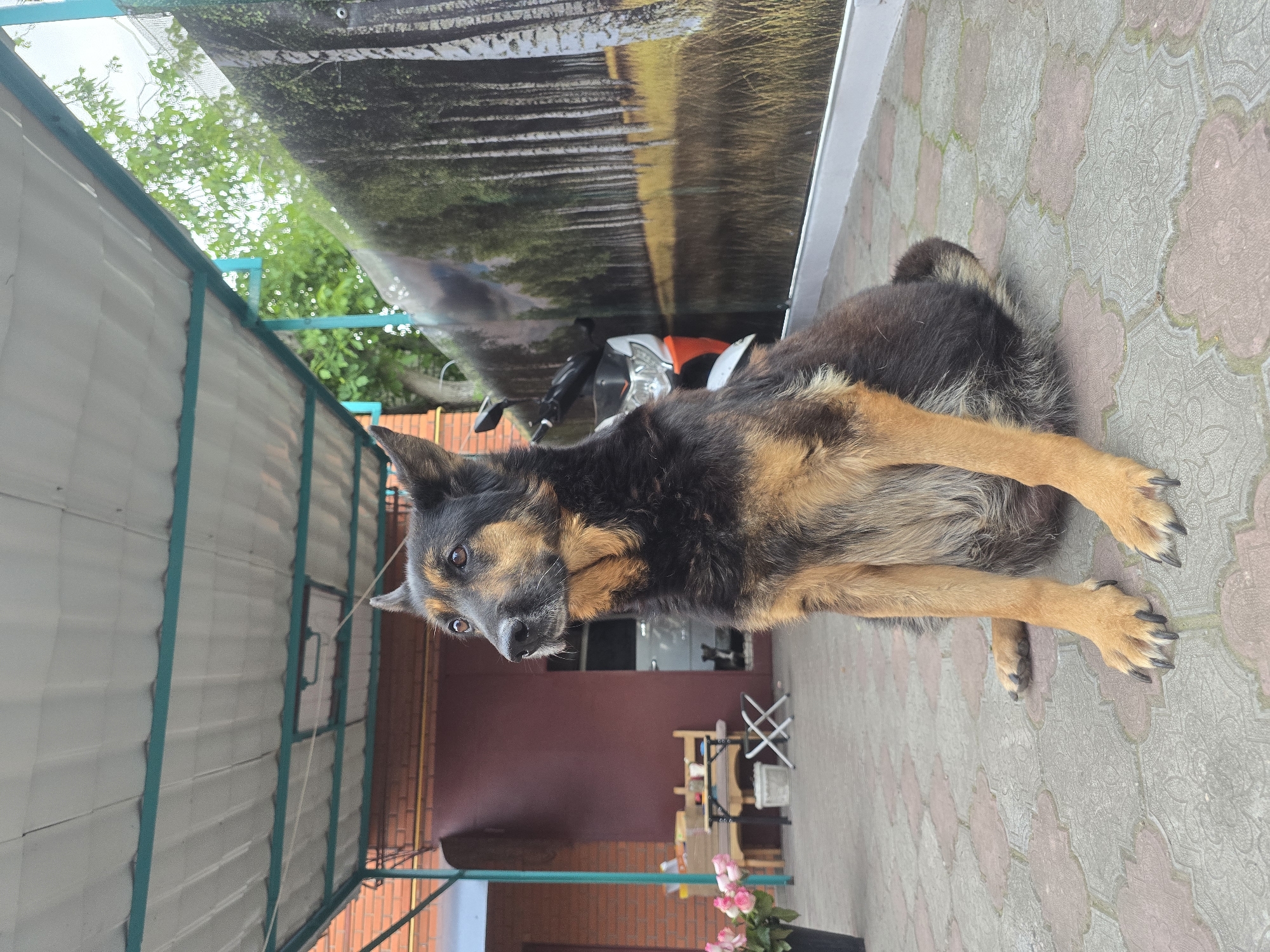 Dog and flowers captured in Nova Kakhovka afternoon moments