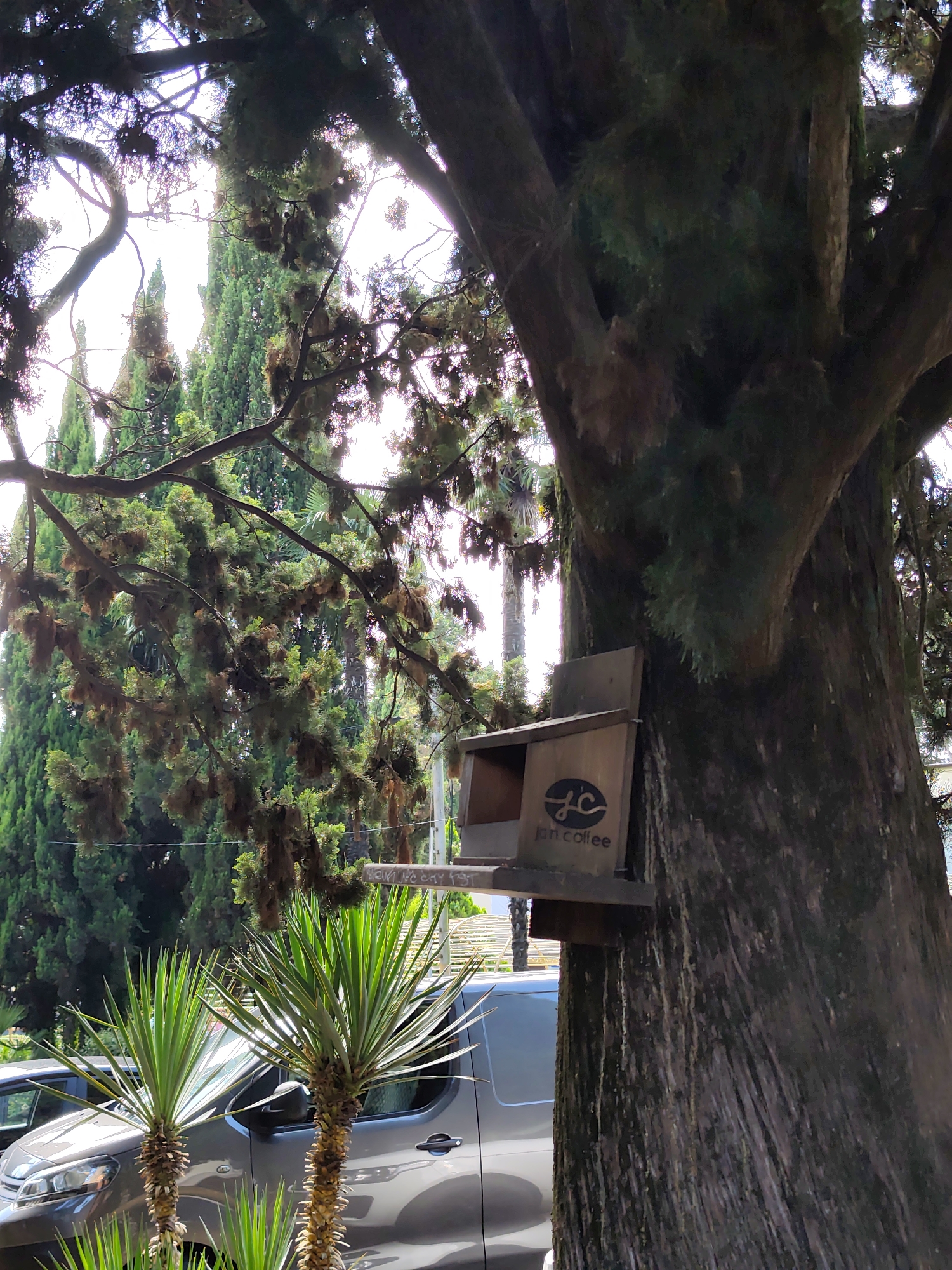 Sochi's subtropical streets: trees, flowers, and street-level details