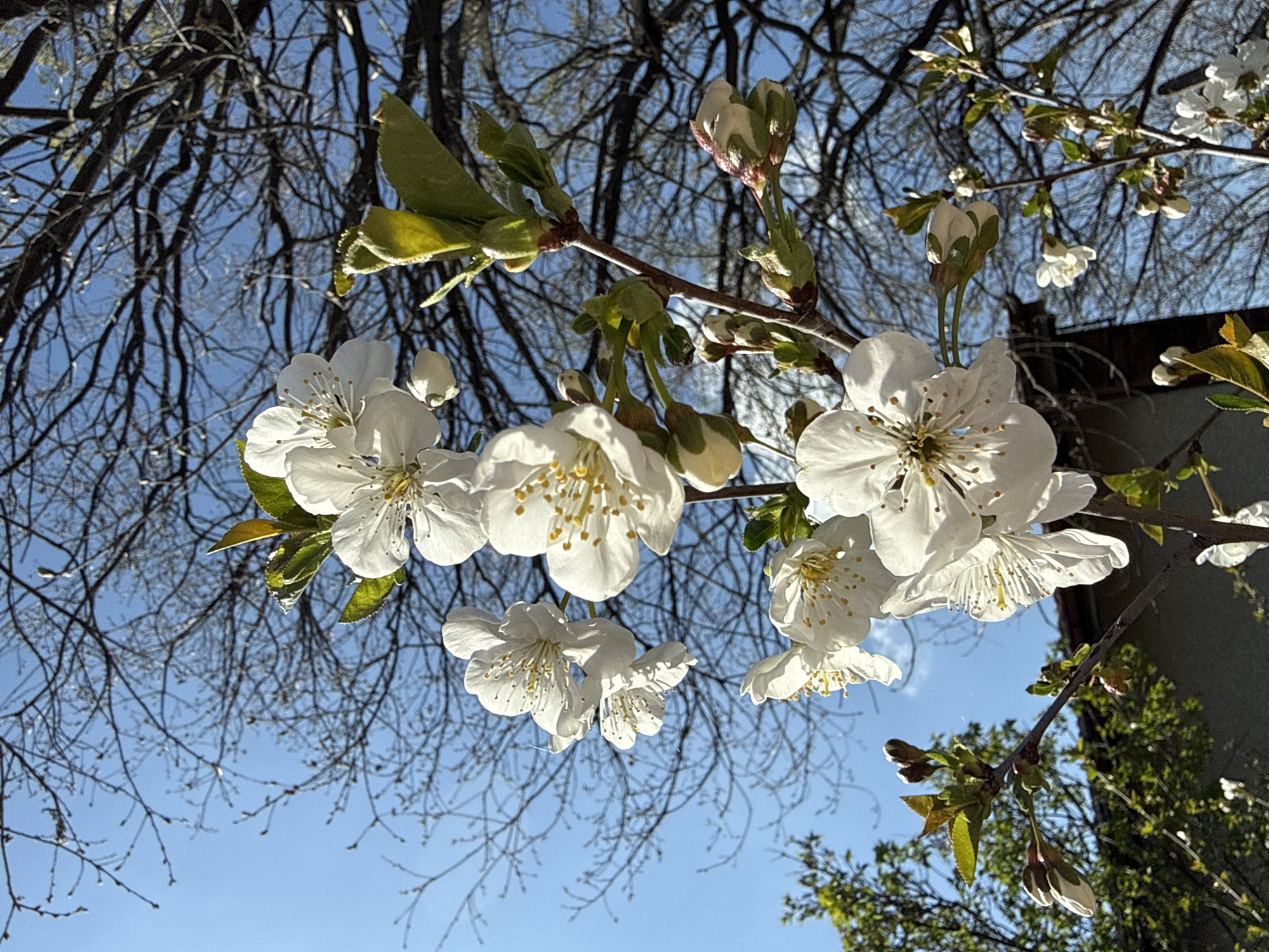 Spring blooms and bumblebee observed in Klokotnitsa, Bulgaria