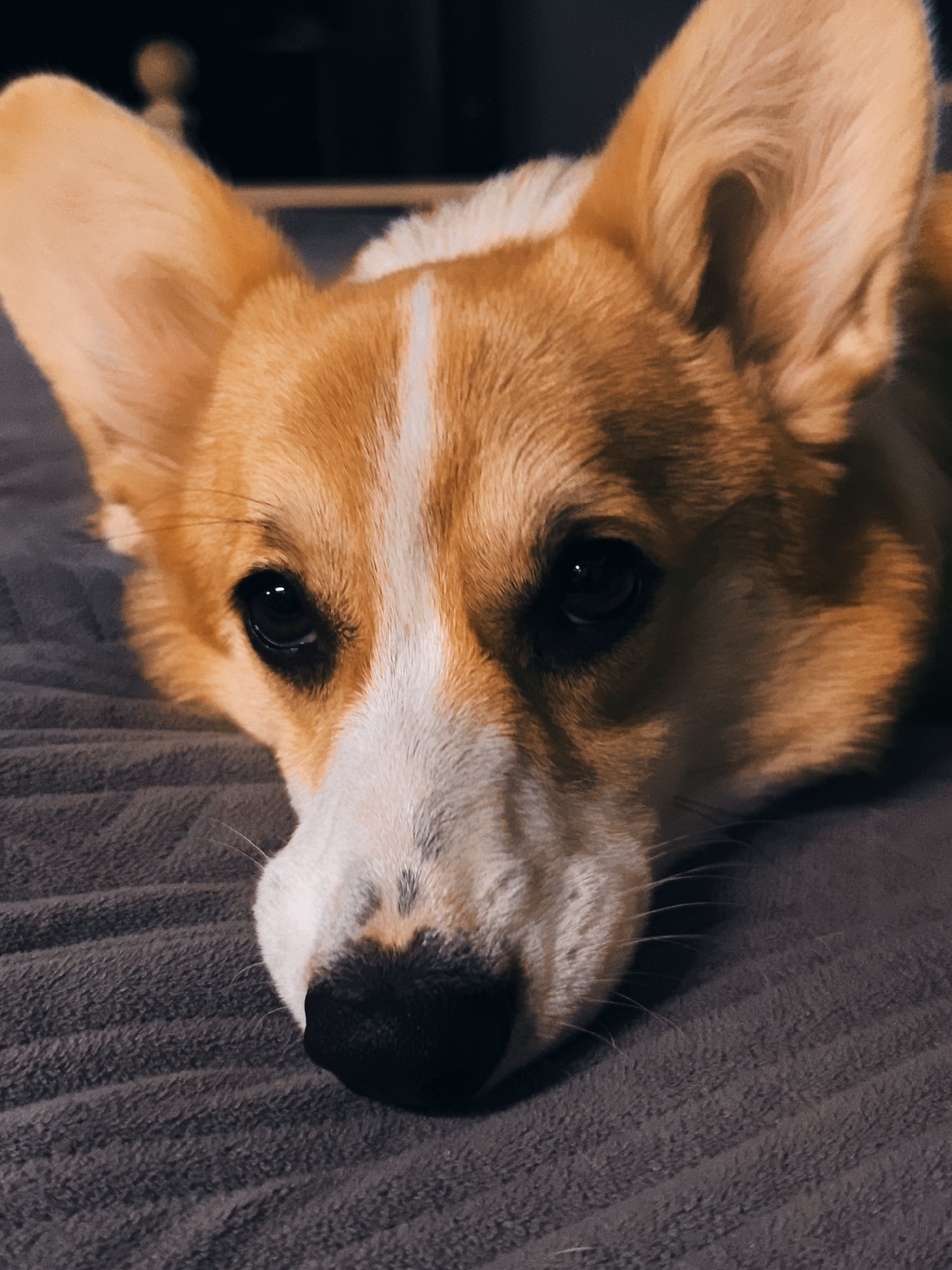 Corgi resting on a blanket, shot from two angles
