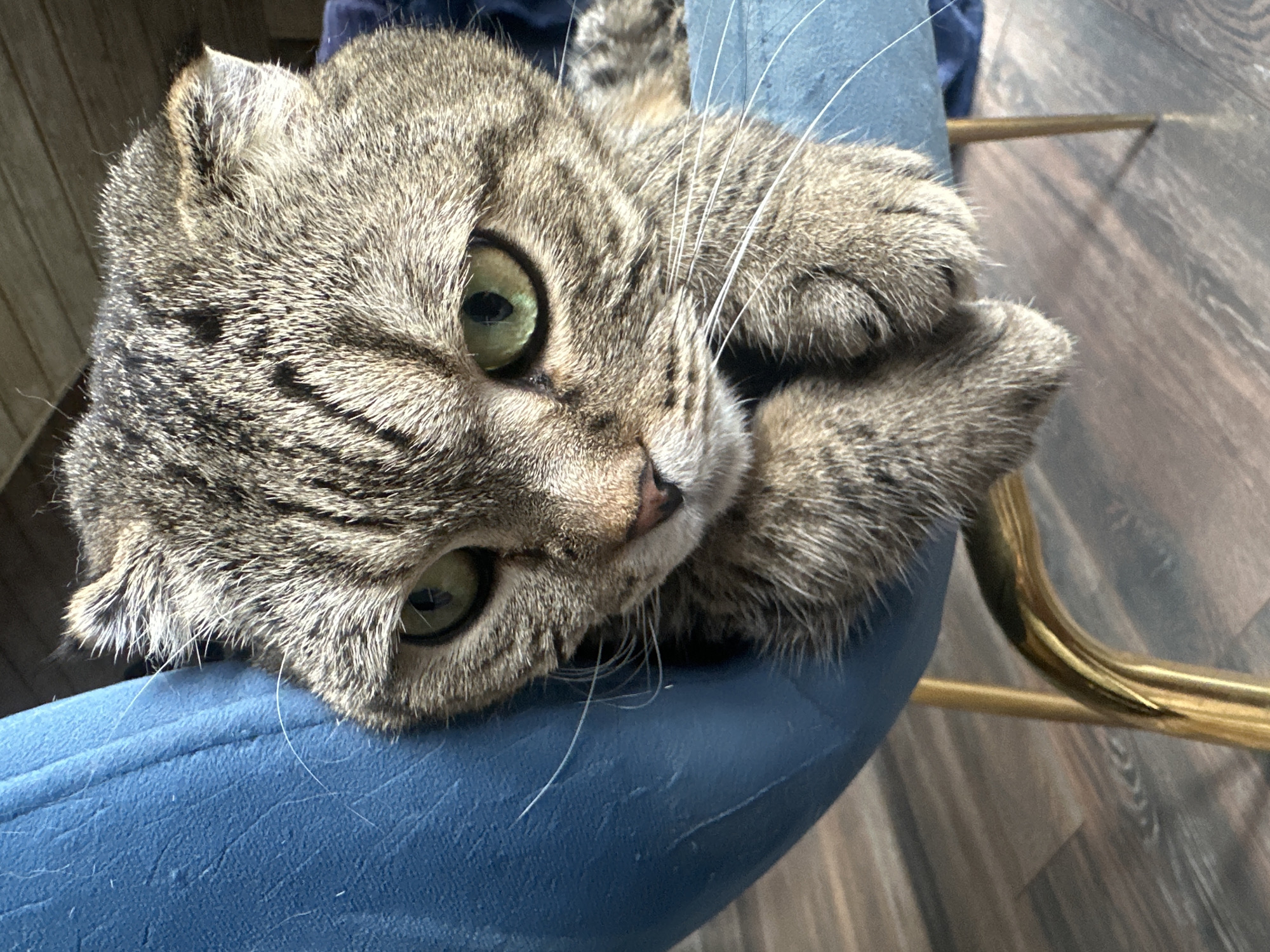 Cats at home in Virki: napping, grooming, and watching windows