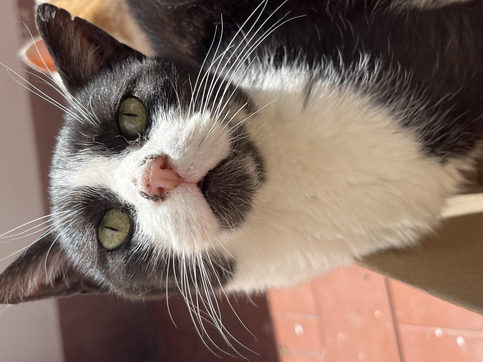 Black and white cat photographed in La Paz