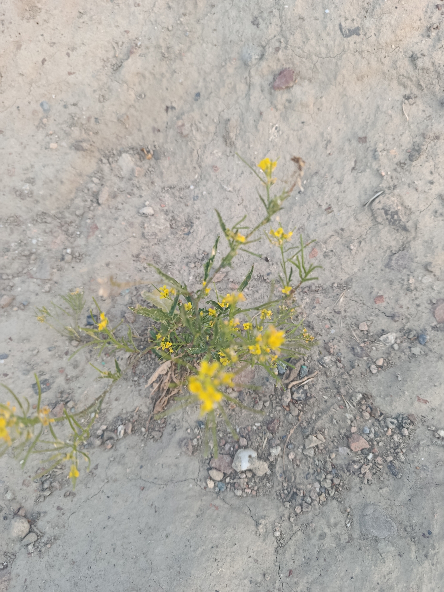 Wildflowers, garden blooms, and a black cat on a quiet morning