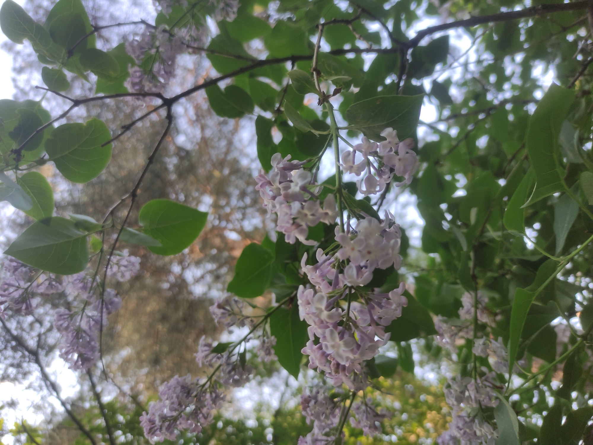 Spring blooms and quiet moments observed in Kratovo