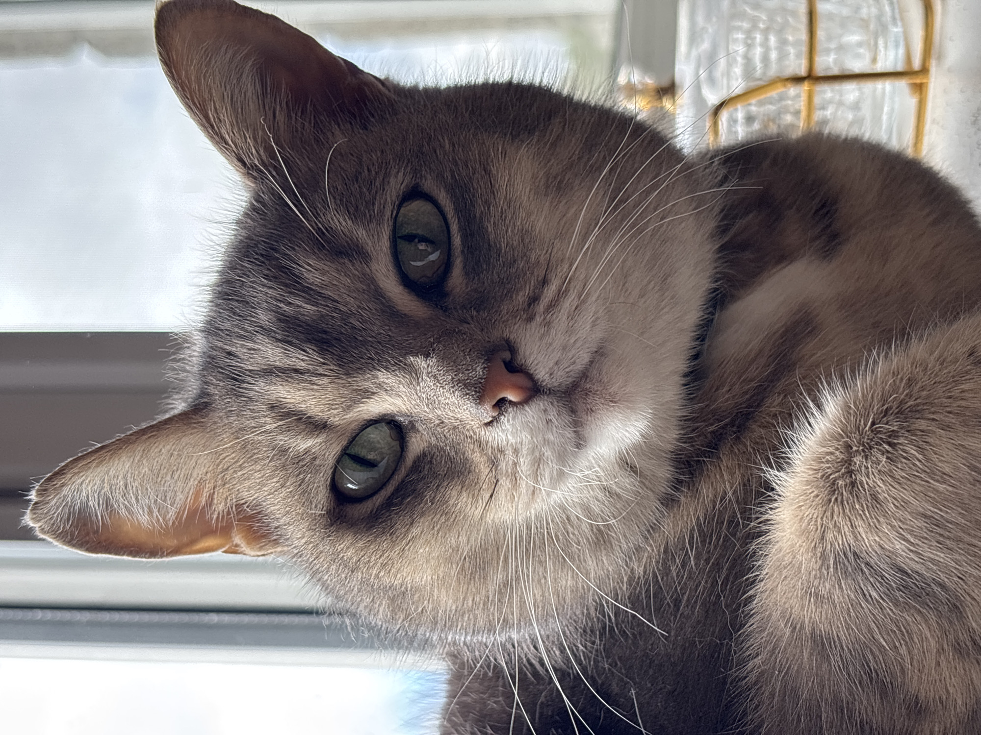 Tabby cat portrait captured in Russian village