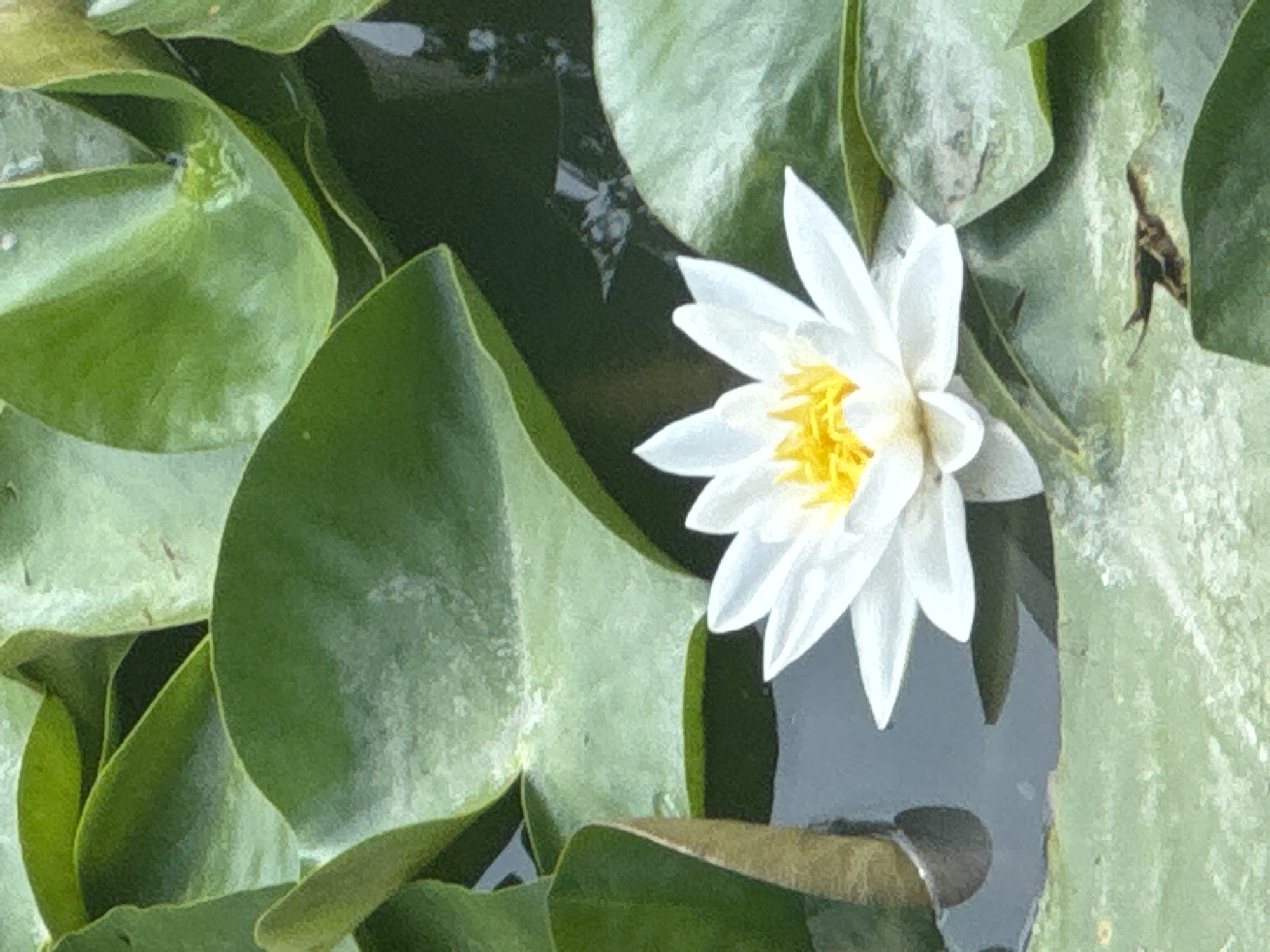 Water lilies and woodland details in Gravesham