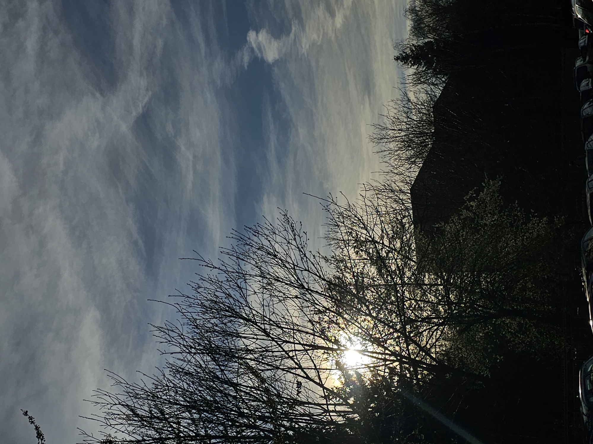Sunlight through bare branches observed in Sofia
