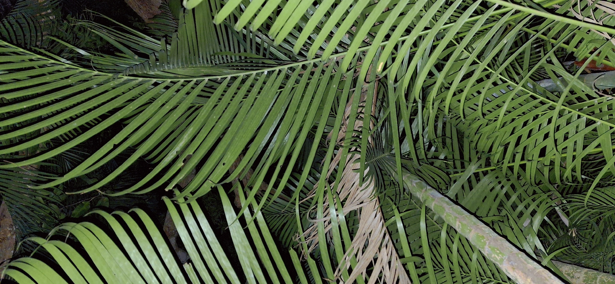 Nighttime macro exploration of tropical plants in Vallecito