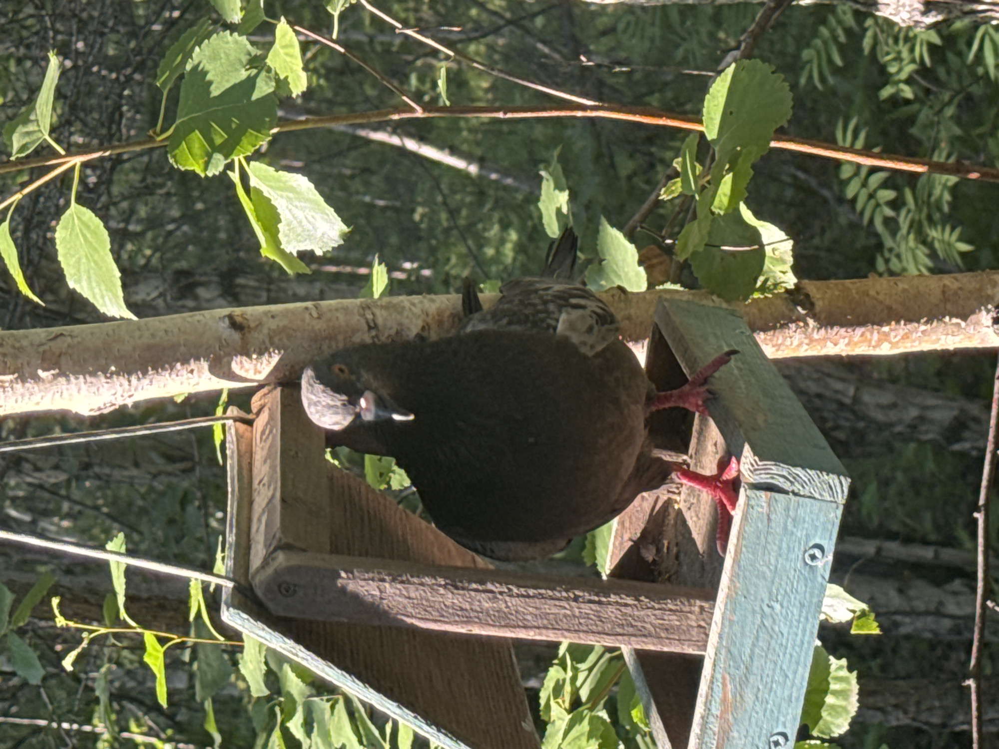 Summer forest walk in Bratsk — birds, blooms, and birch trees