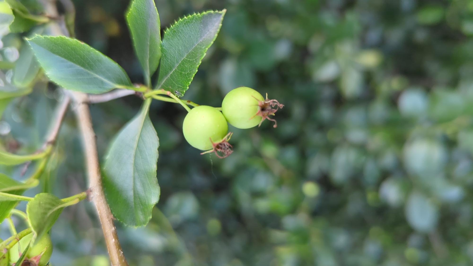 Summer greenery and wildlife along a Montreal trail