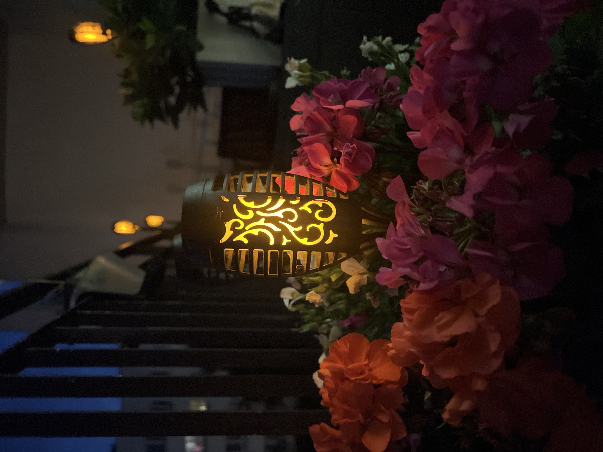 Balcony geraniums at dusk and a well-groomed Shih Tzu indoors