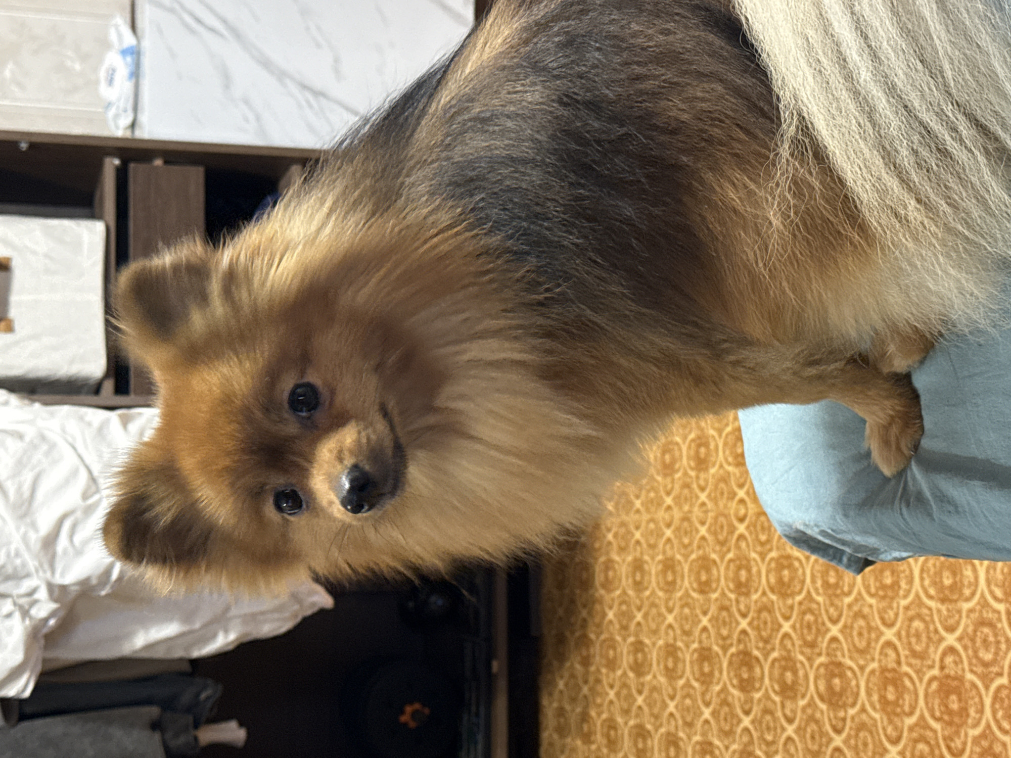 Pomeranian rules the apartment in an afternoon at home