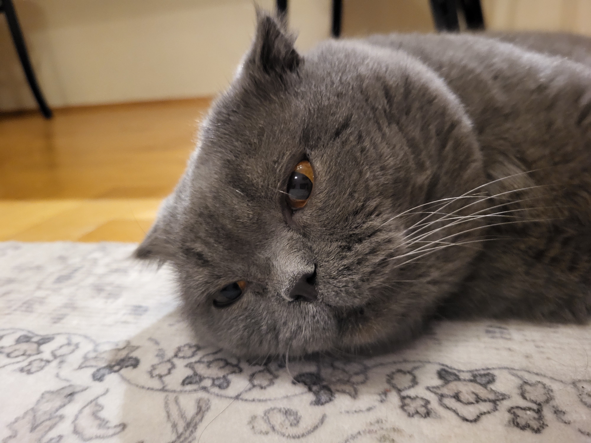 Scottish Fold cat's extended playtime session with string toys