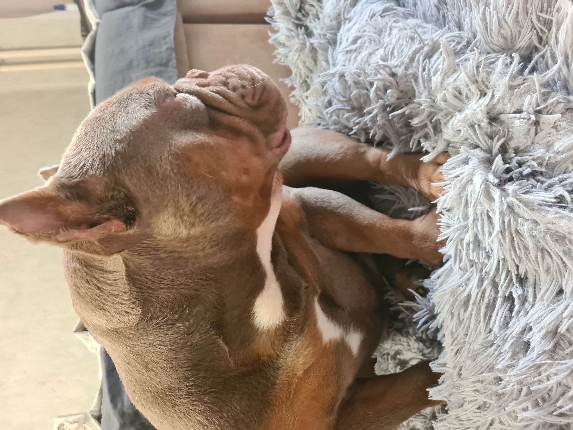 Bully breeds lounging on grey blankets at home