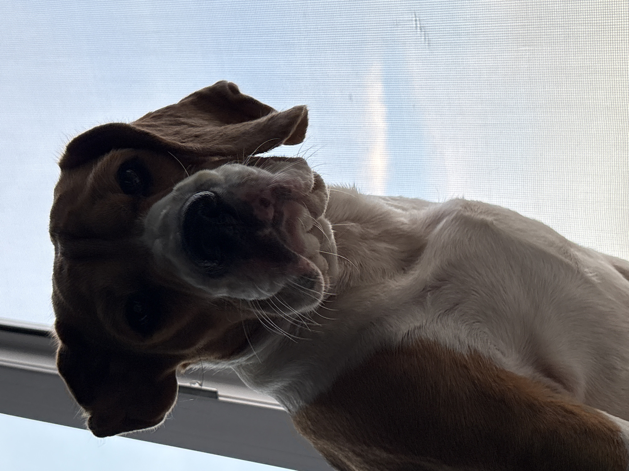 Beagle gets some lap time in rural Russia