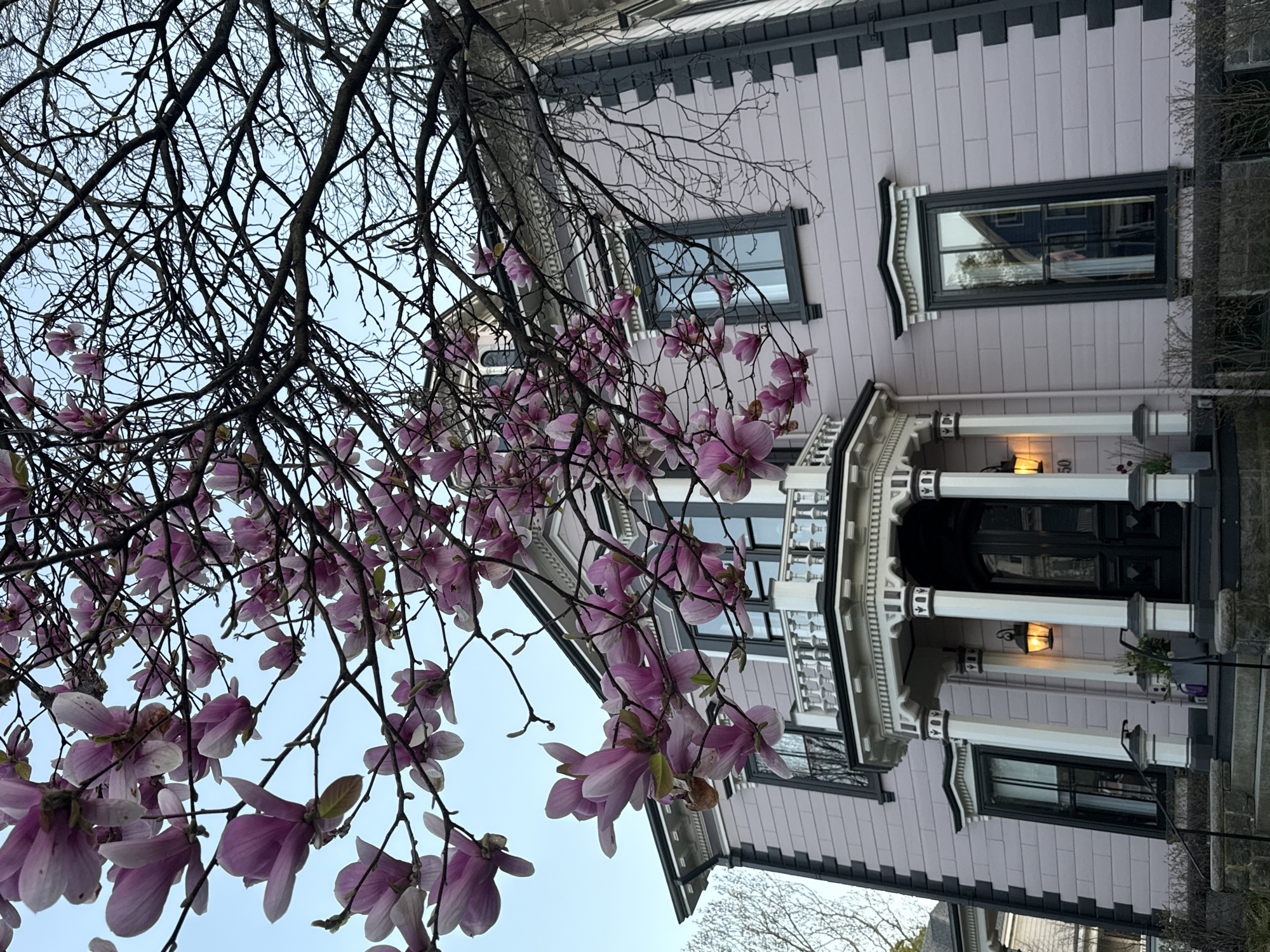 Spring blooms frame Boston house under clear evening sky