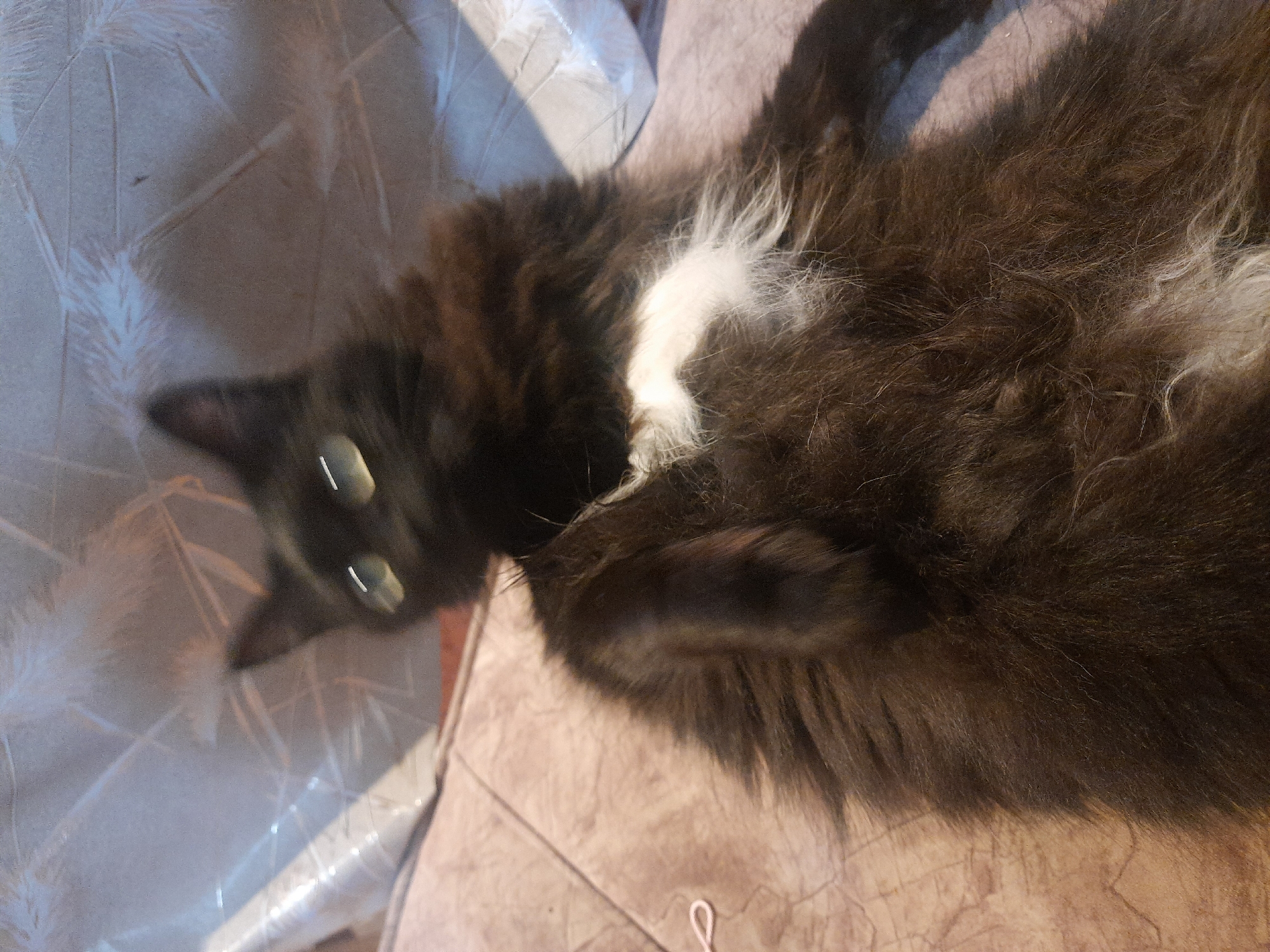 Domestic afternoon with pet cat and handmade crafts in Egypt