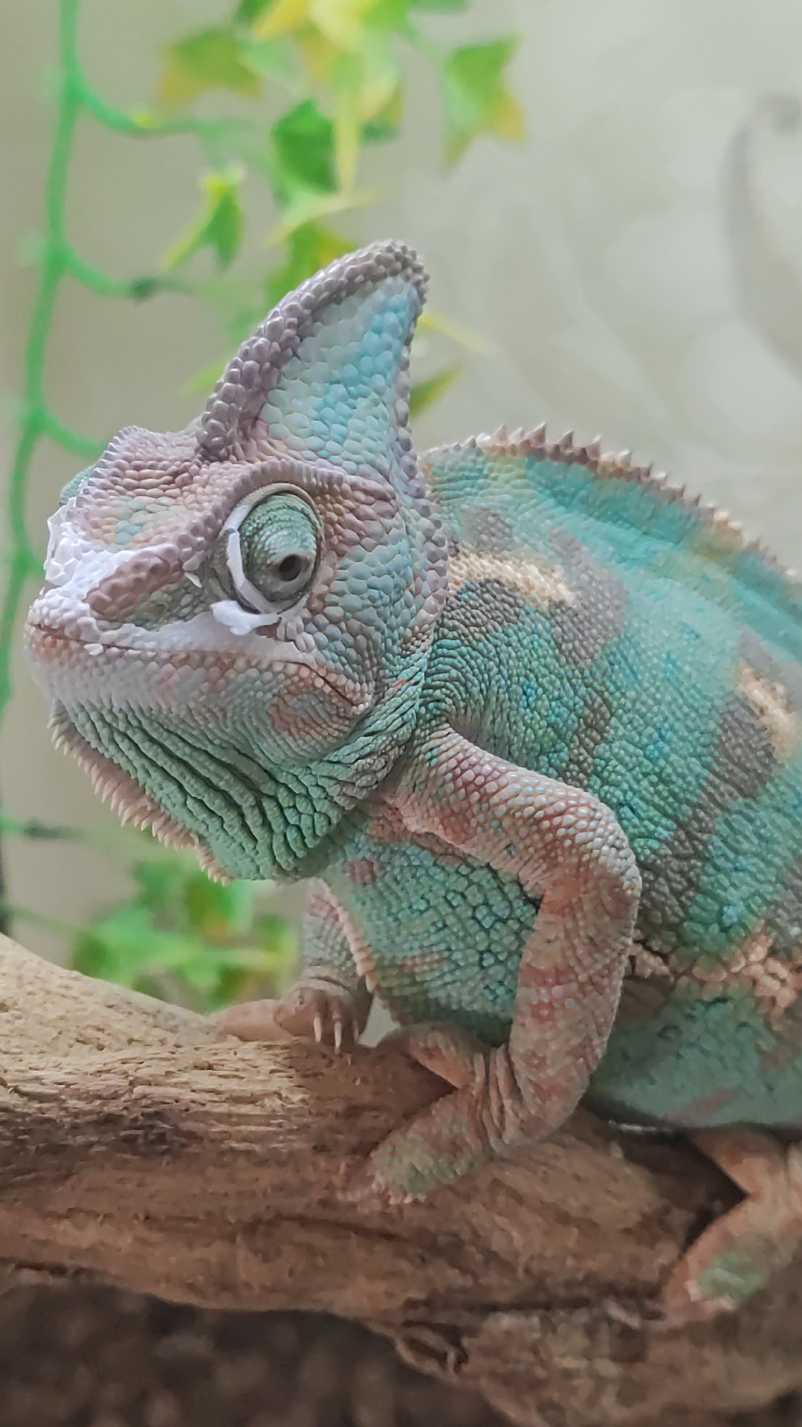 Indoor product showcase and pets in Sochi, Russia