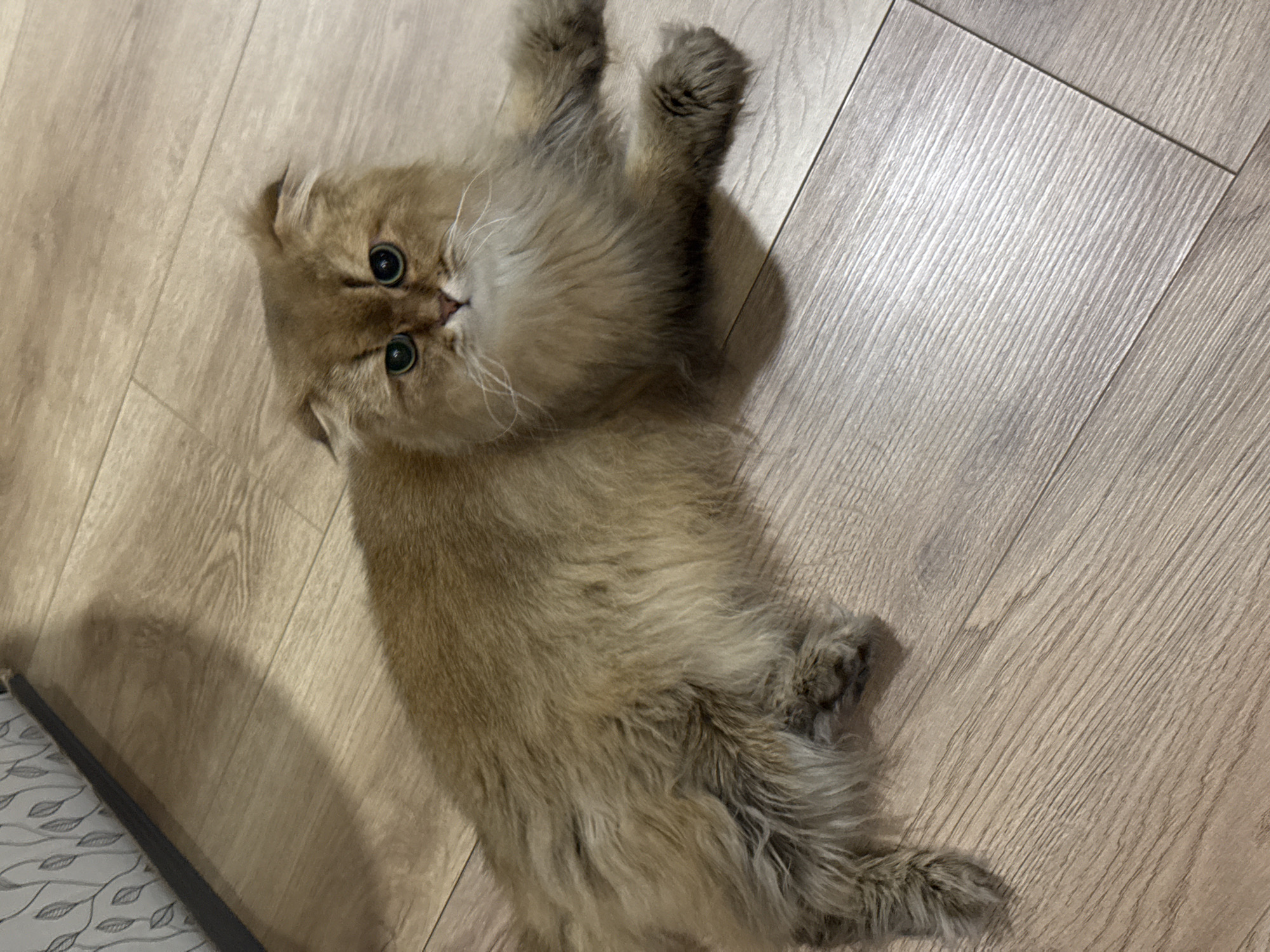 Kitten spotted lying on back in Moscow home
