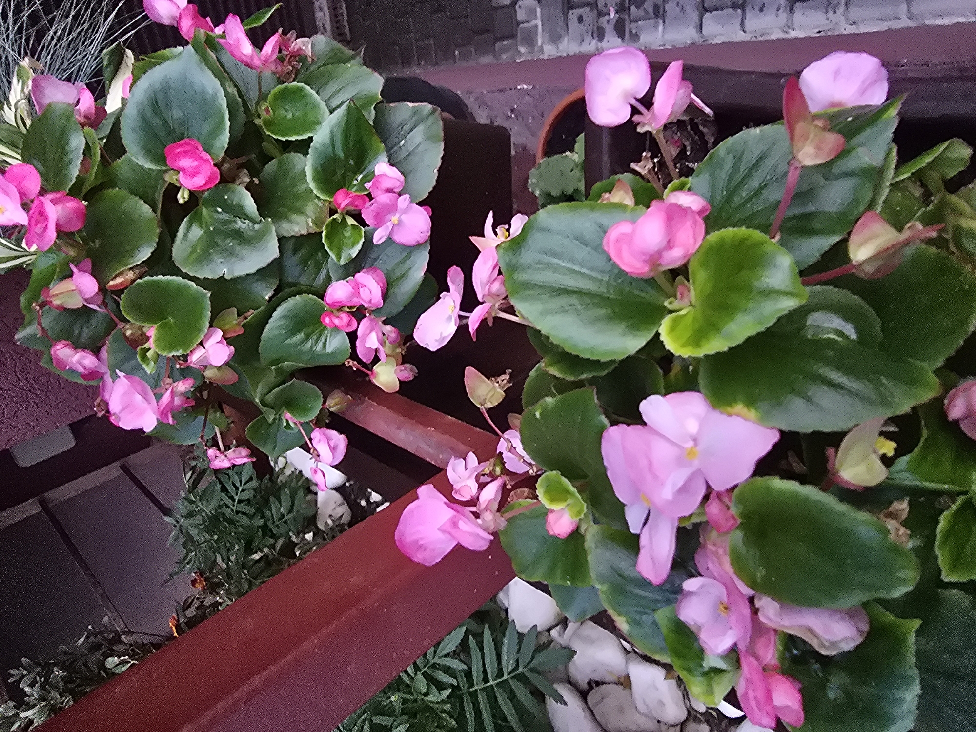 Garden close-ups and evening skies in a Kyiv suburb