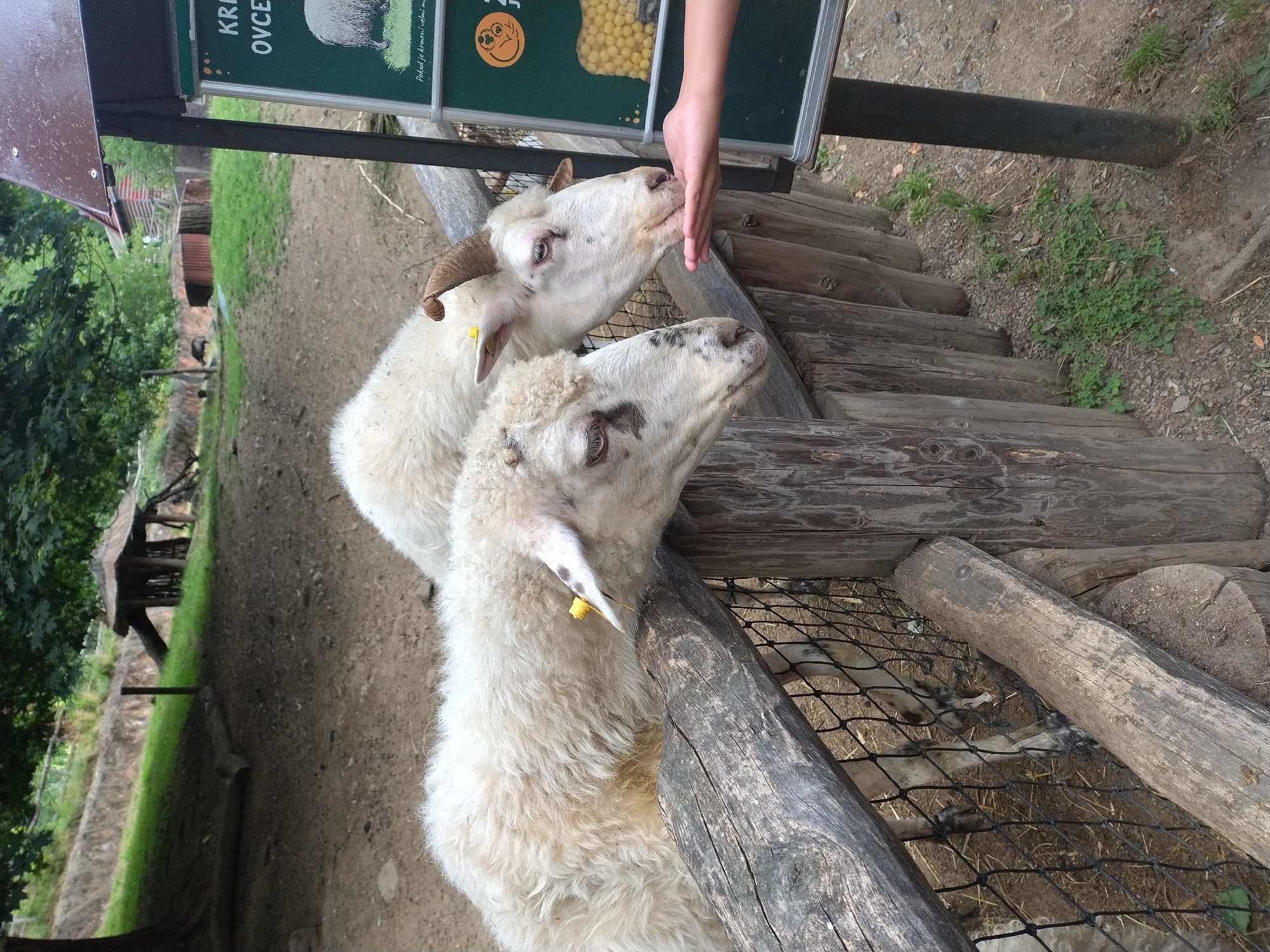Afternoon tour through Jihlava Zoo's animals and grounds
