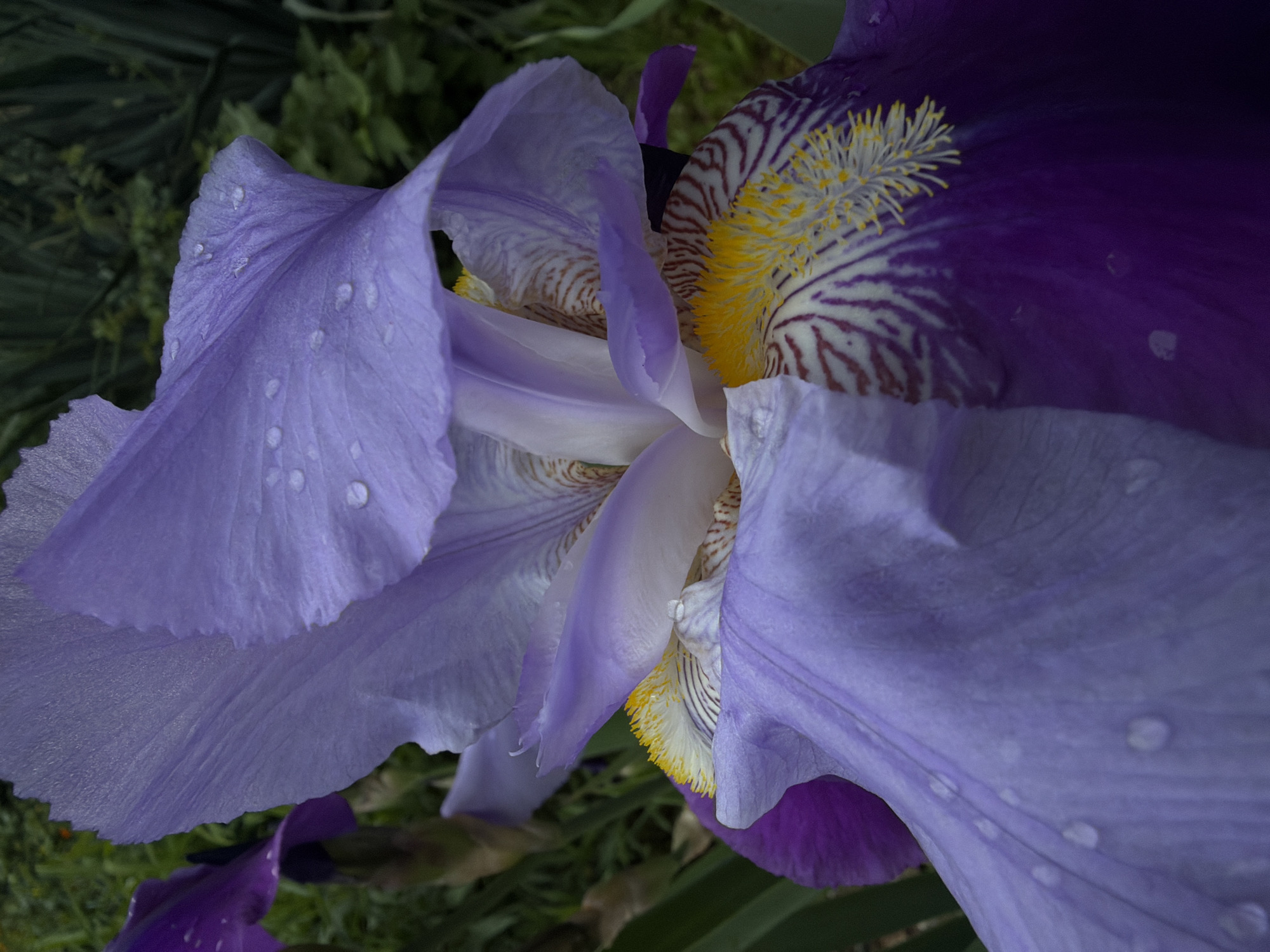 Person in Nike gear photographed with blooming irises in Lovech