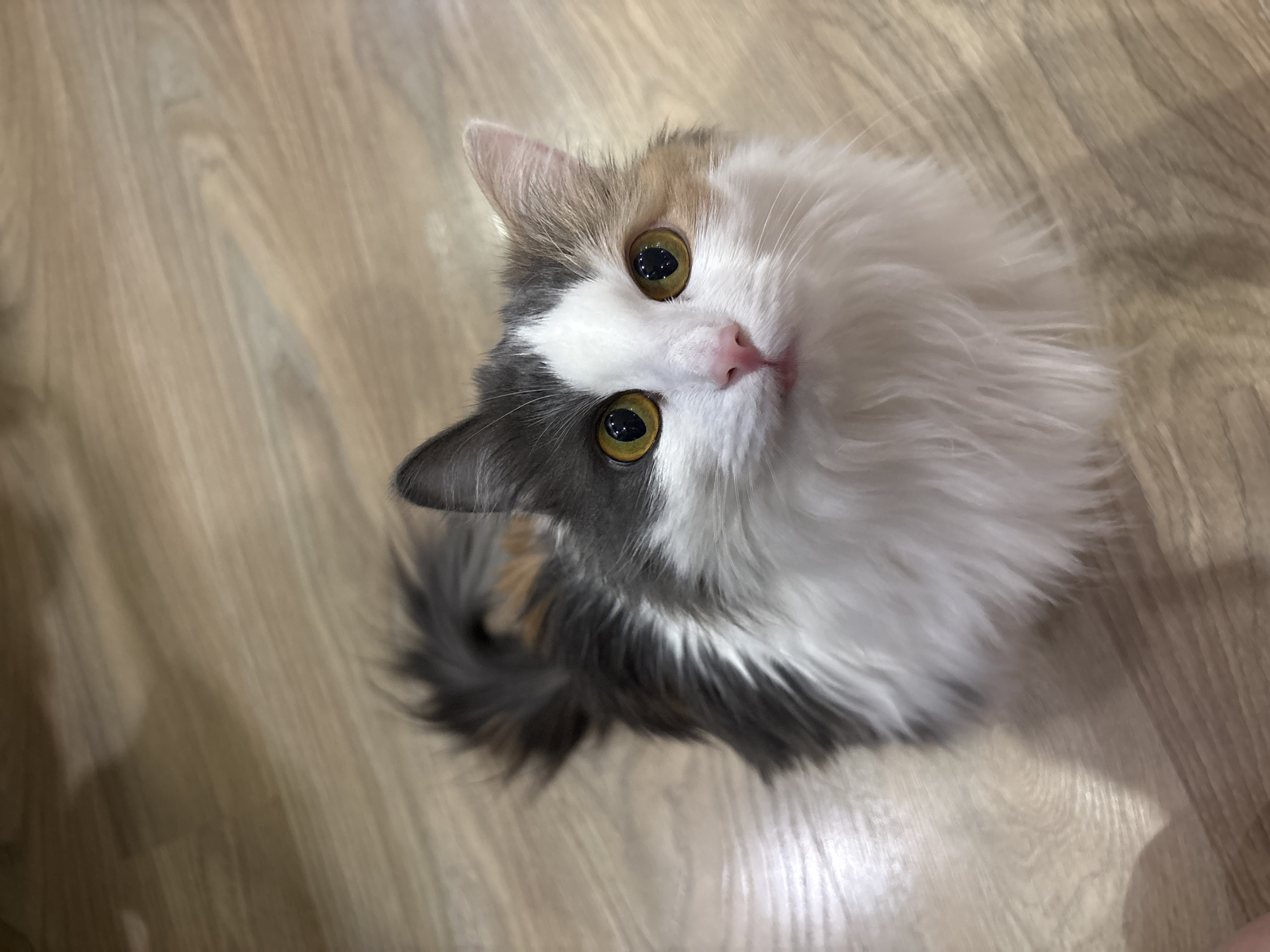 Multi-colored cat photographed indoors in Perm, Russia