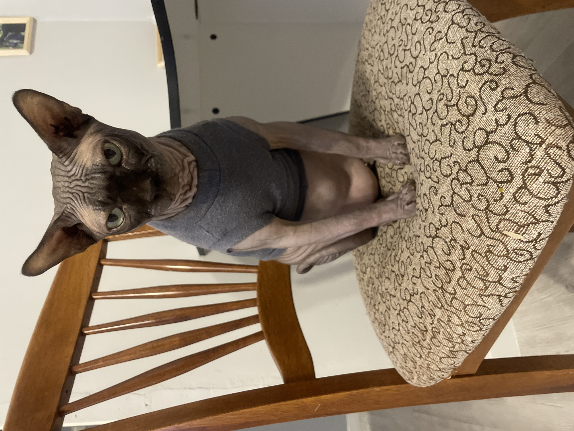 Clothed Sphynx cat sits on chair indoors