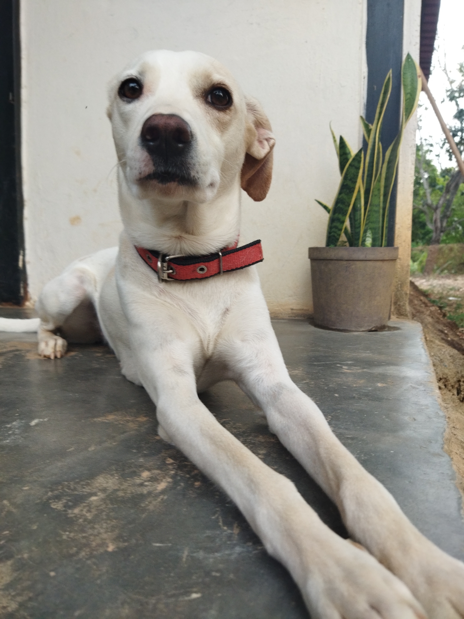 Evening scenes captured in Tinaquillo: dog, flowers, twilight trees