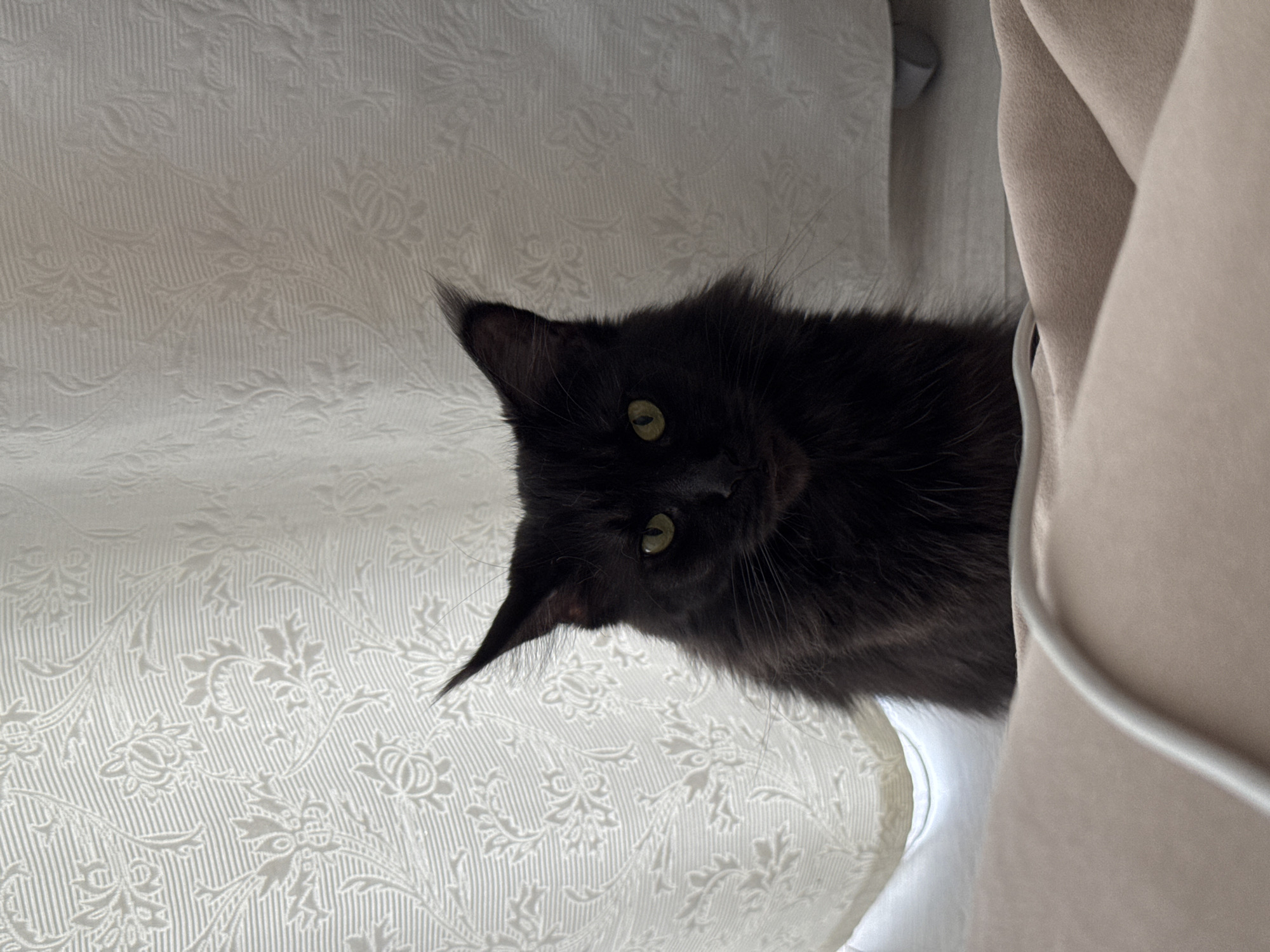 Domestic pets and overcast cityscape scenes documented in Sirius
