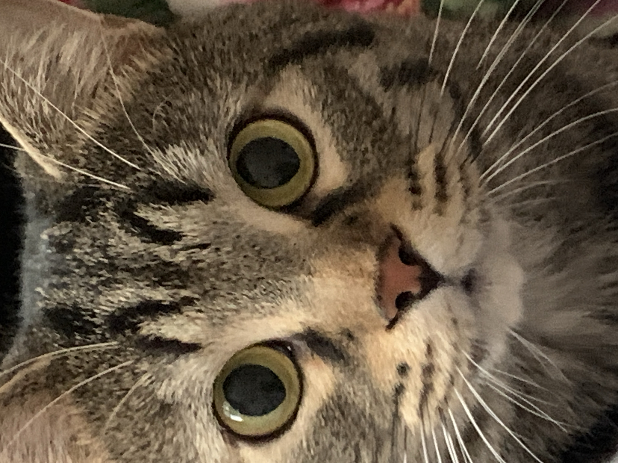 Tabby cat photographed resting on bed in Stavropol home