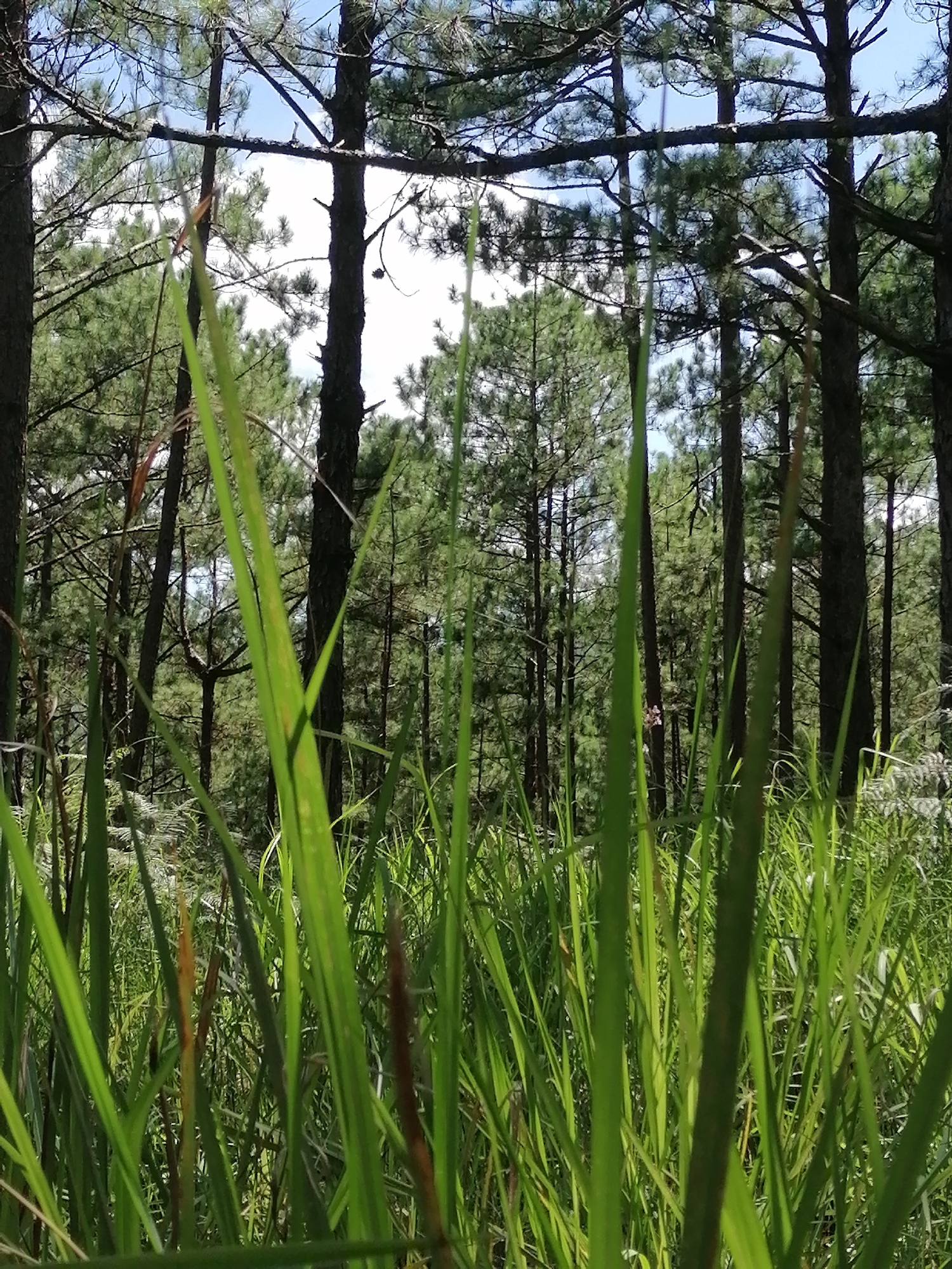 Morning stroll through Da Lat's pine forests with cable car sightings