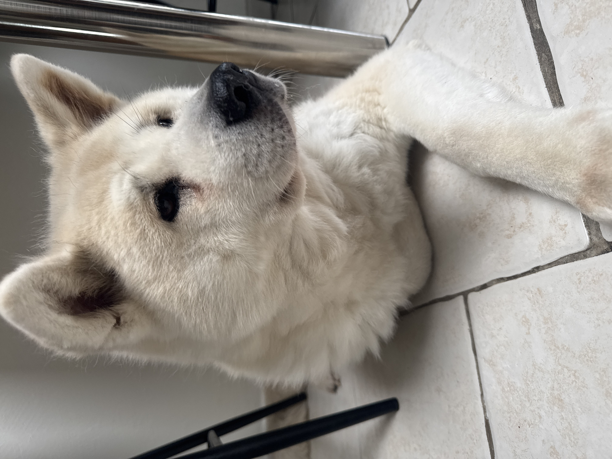 White Akita dog spotted indoors with owner in Wattrelos