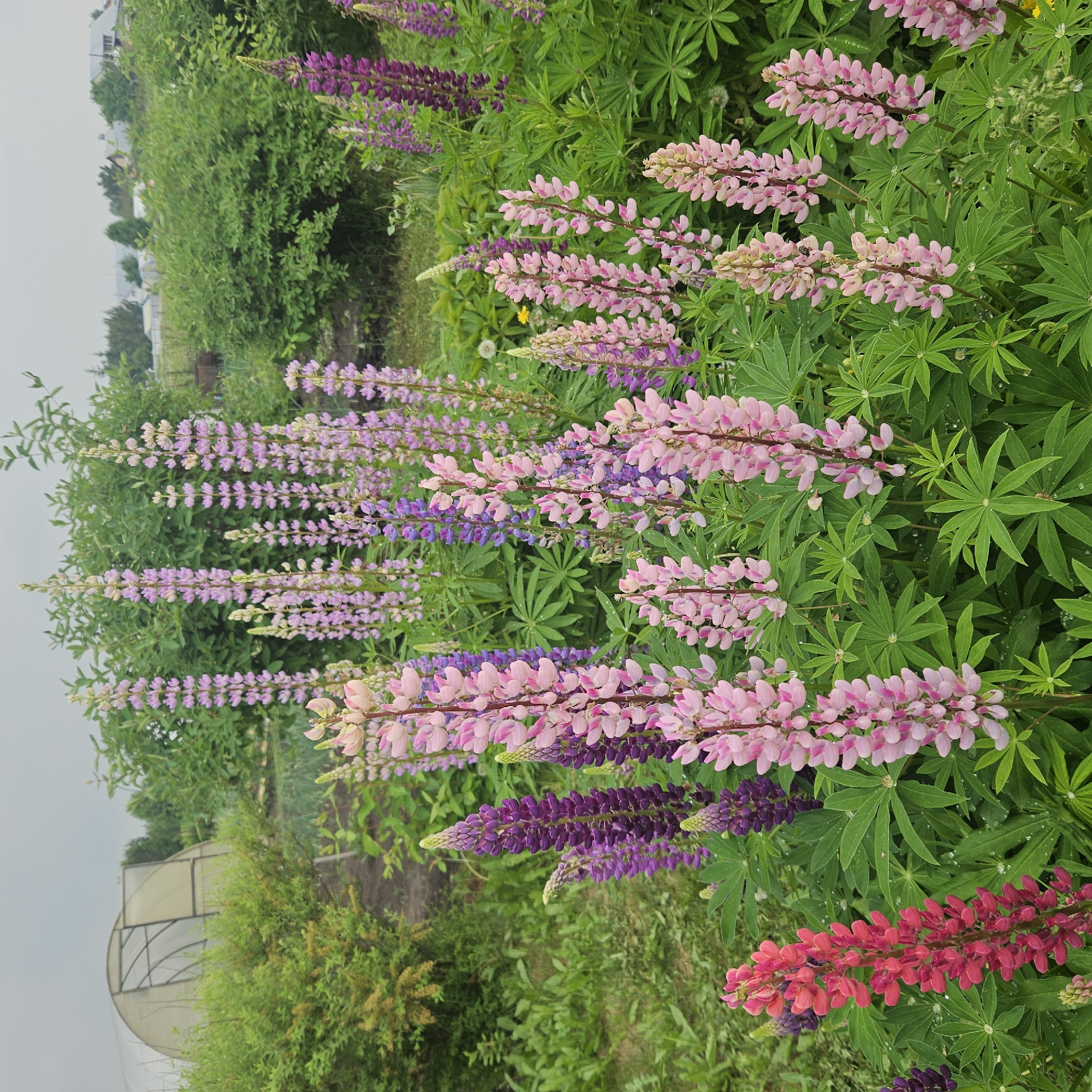 Lupine flowers bloom in colorful display in Russian town