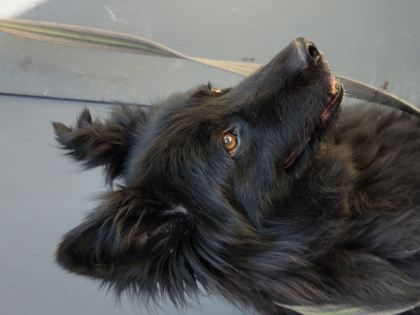 Close-up of a black long-haired dog looking sideways