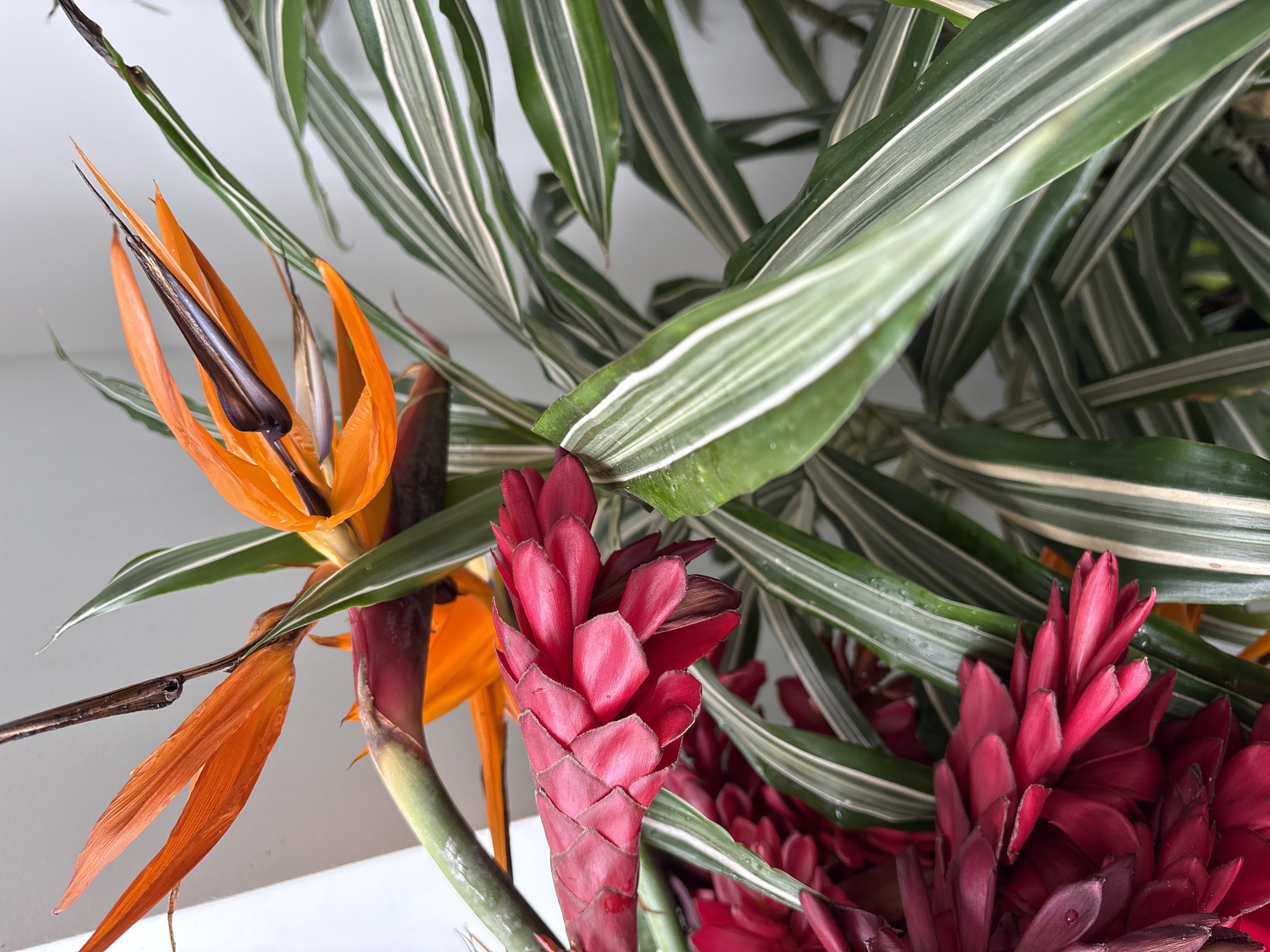 Tropical flowers and interior spaces documented in San Isidro