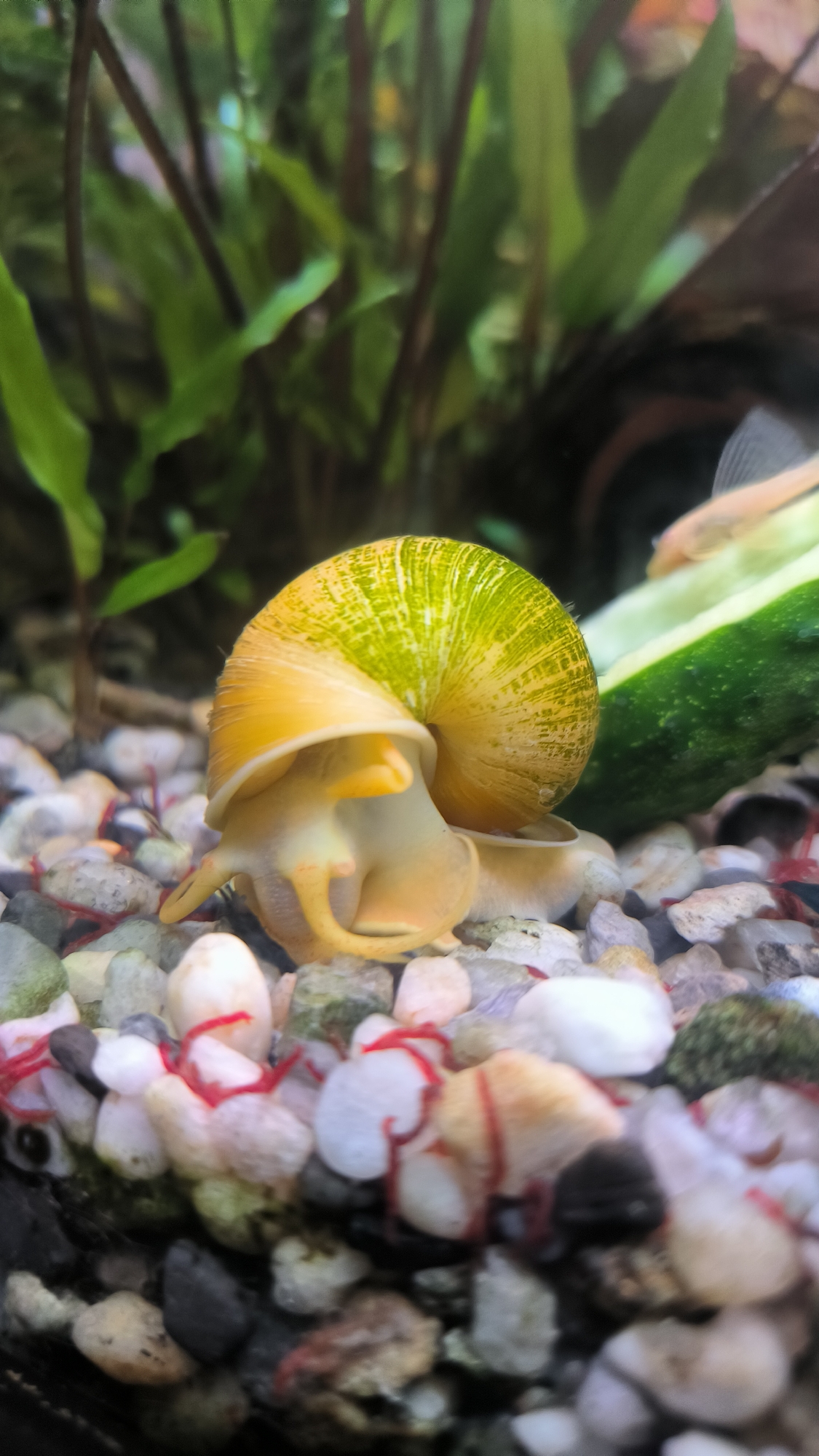 Freshwater aquarium life in Bataysk, snails to shrimp