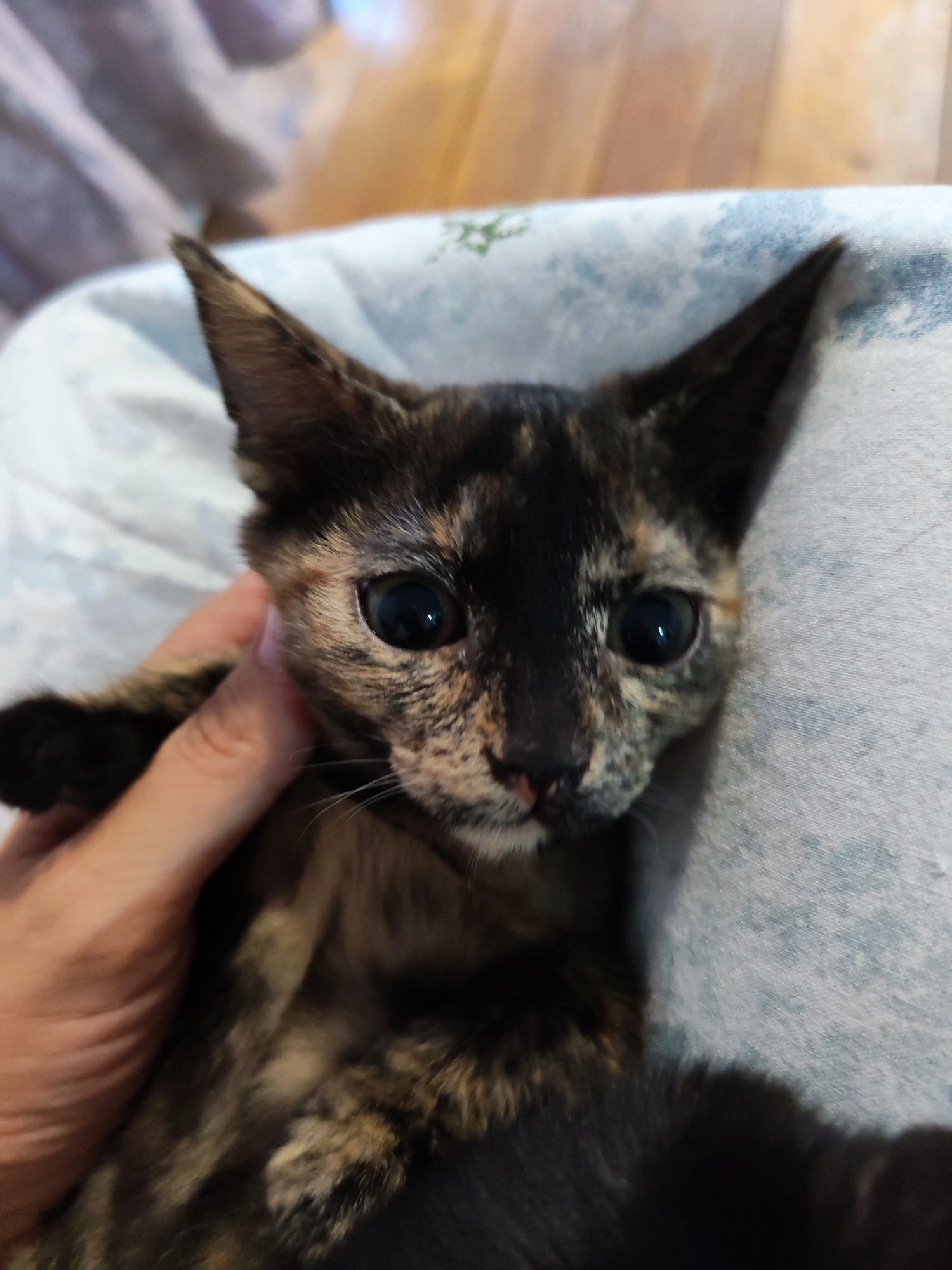 Pets at home: kittens, dogs, and fish in Chaikovsky