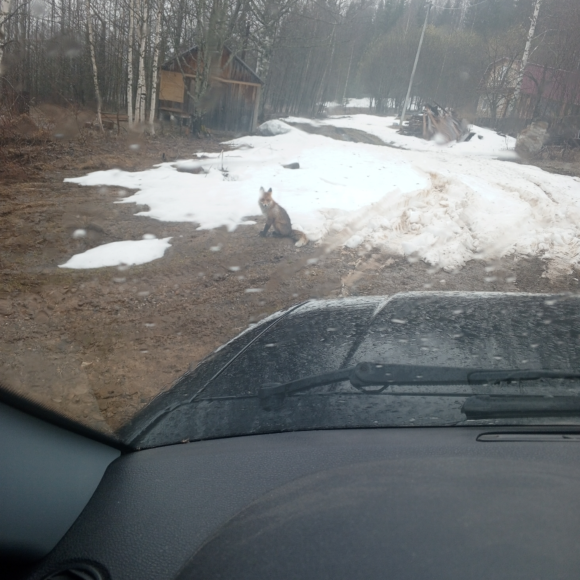 Fox spotted on muddy road during spring melt in Vil'va, Russia